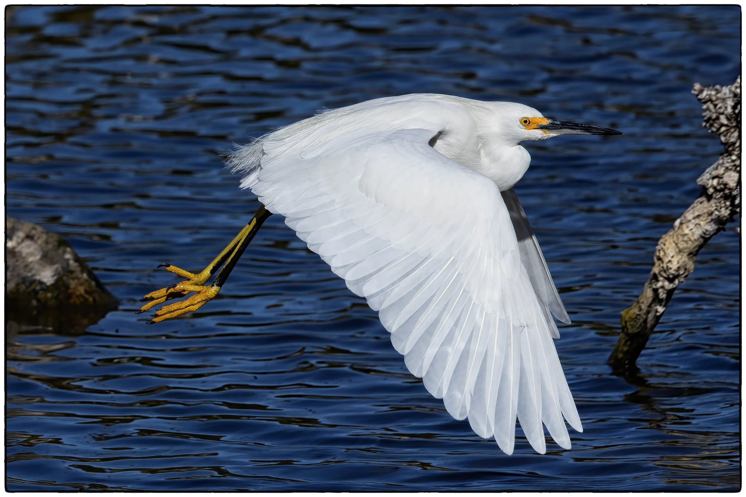 Snowy egret