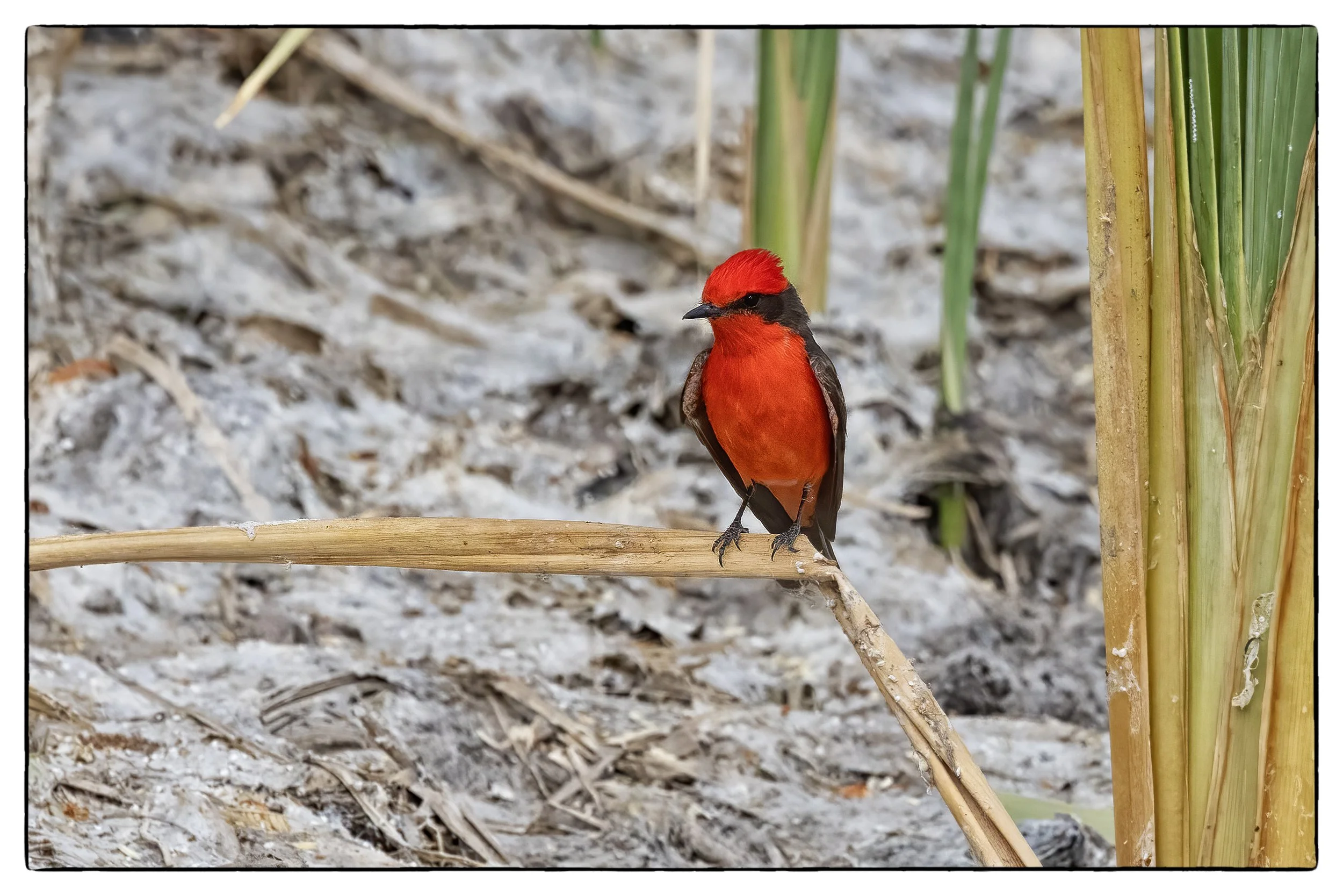 _59A6815PScrpdenoiseNIKViCEPframeDESPbird copy.jpg
