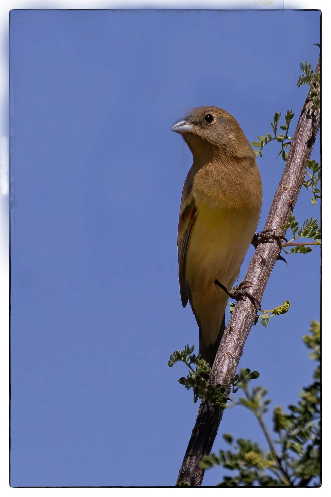 Lazuli bunting (female), Portal, AZ