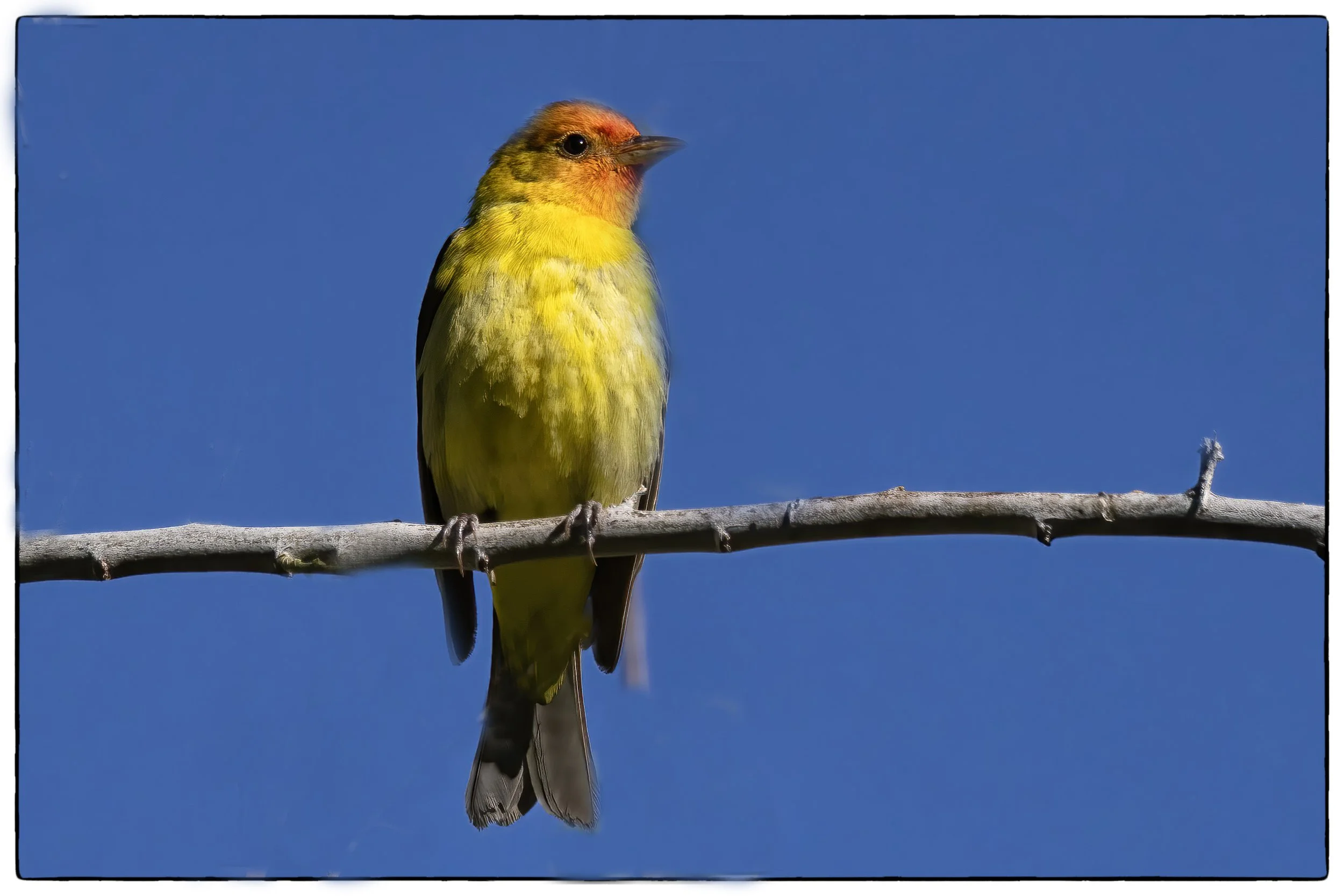 Western tanager, Portal, AZ