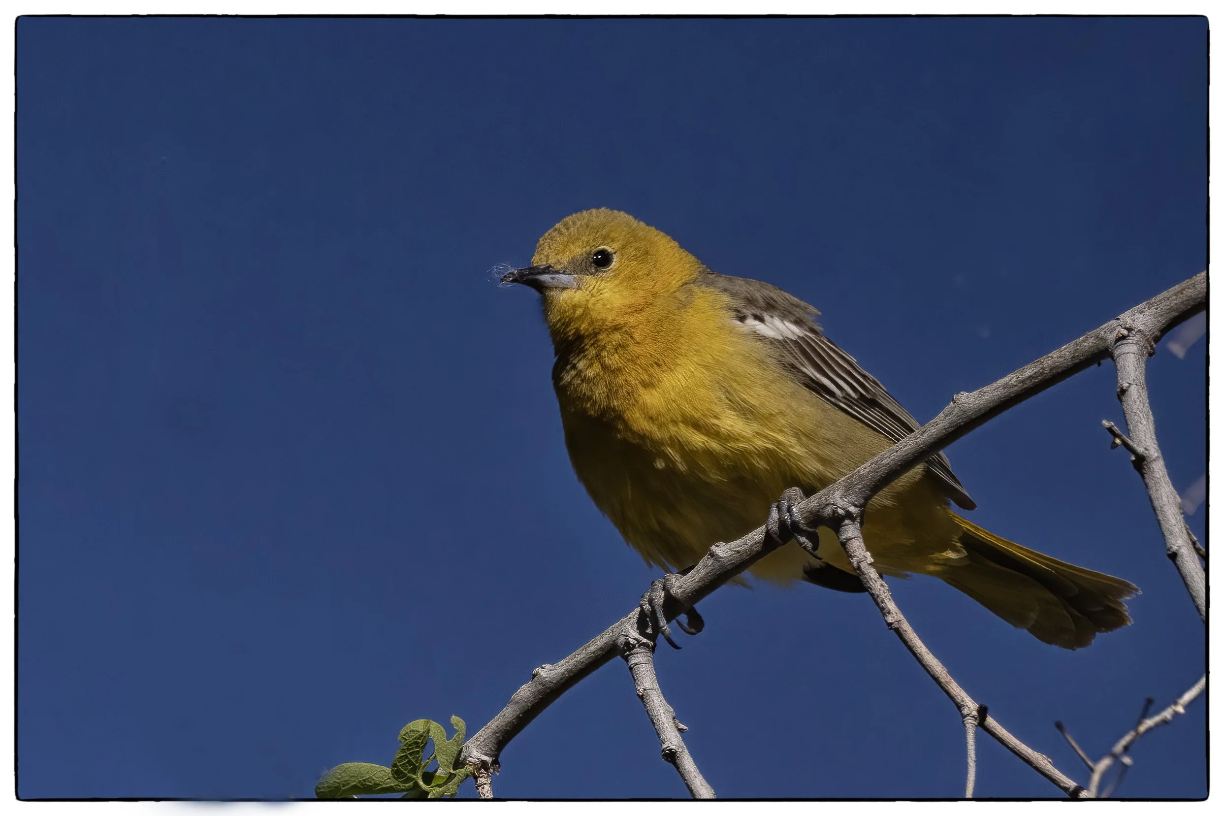 Female Bullock Oriole