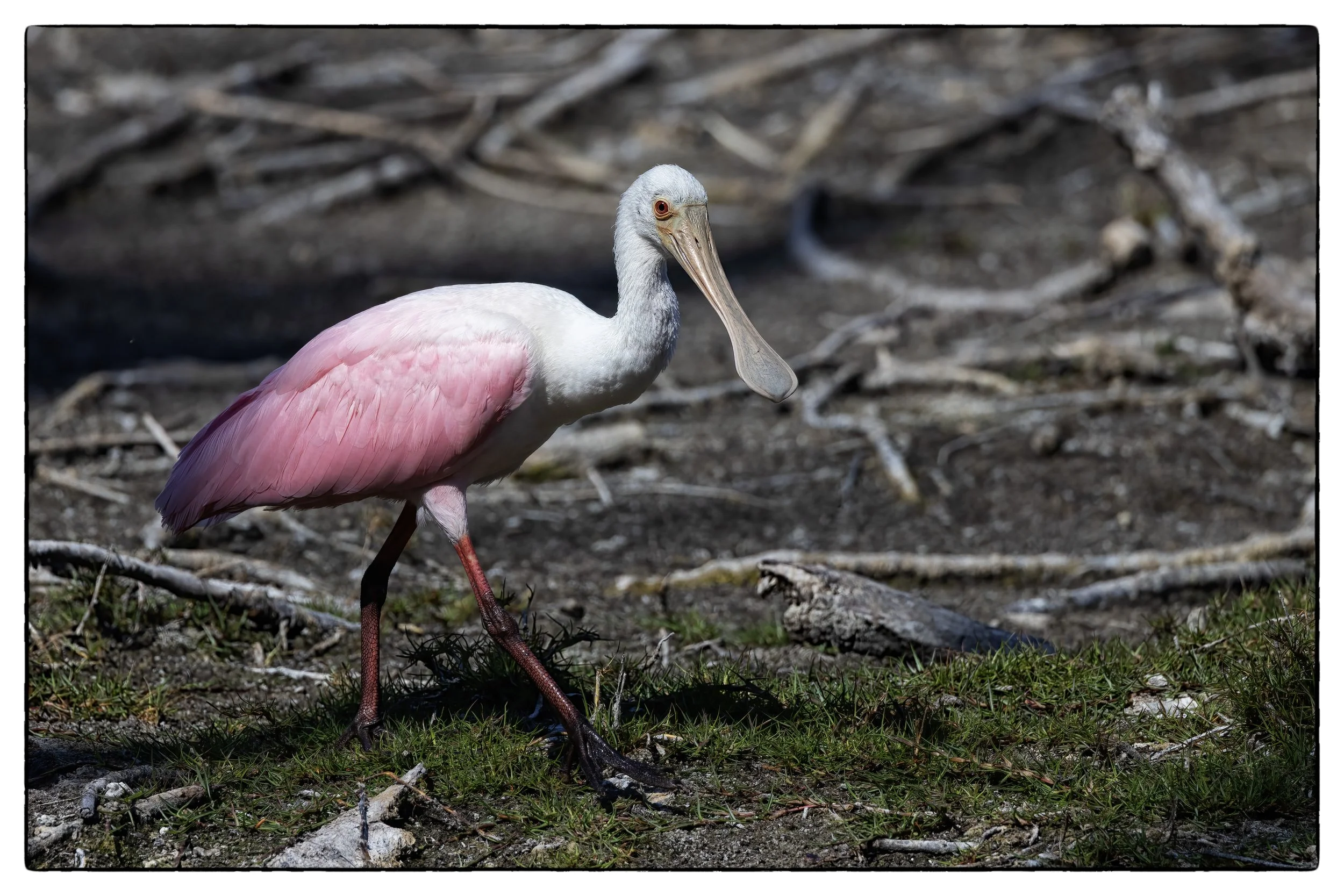 _59A8494PScrpdenoiseNIKViCEPDE5SPheadneckbeak copy.jpg