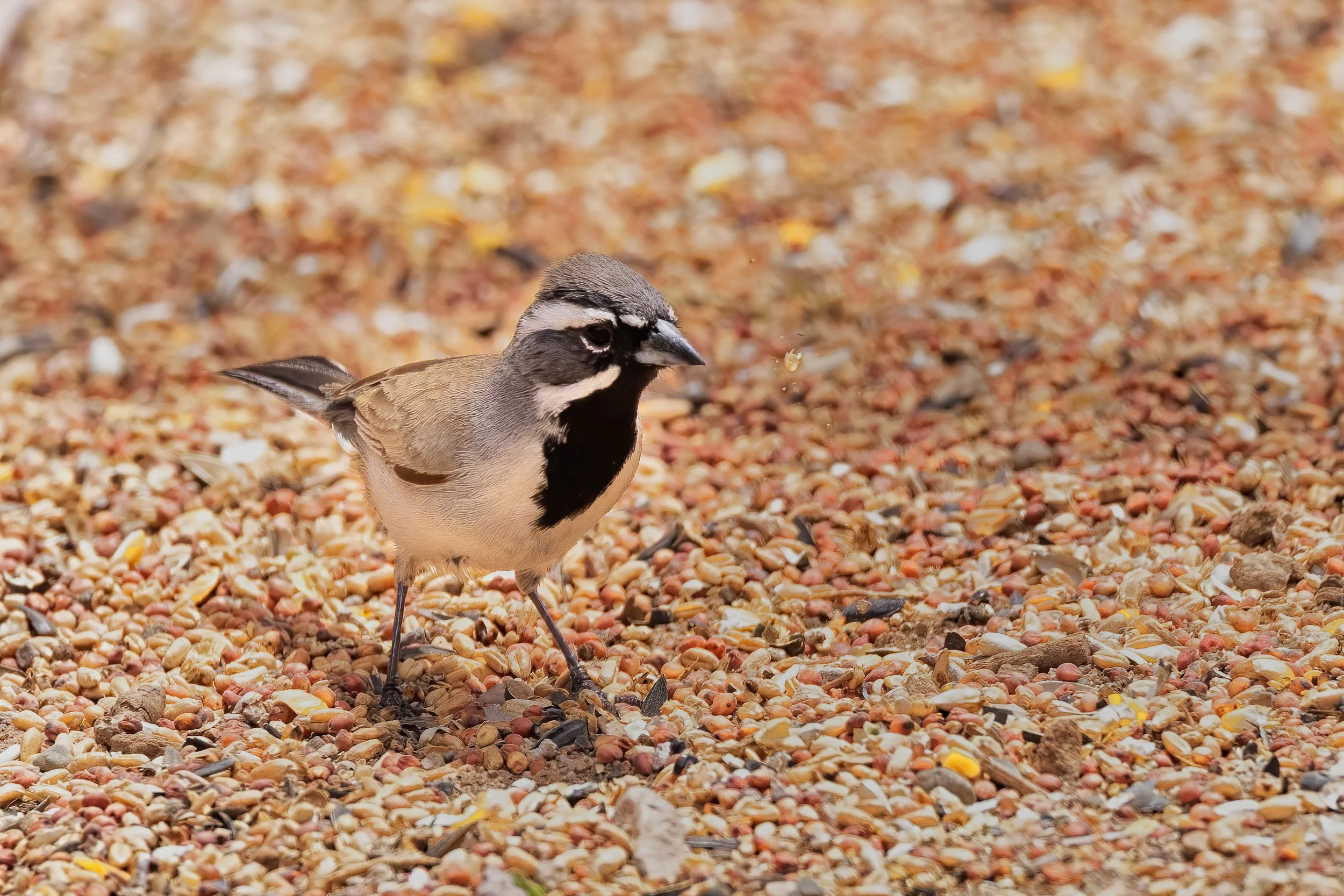 Black chinned sparrow