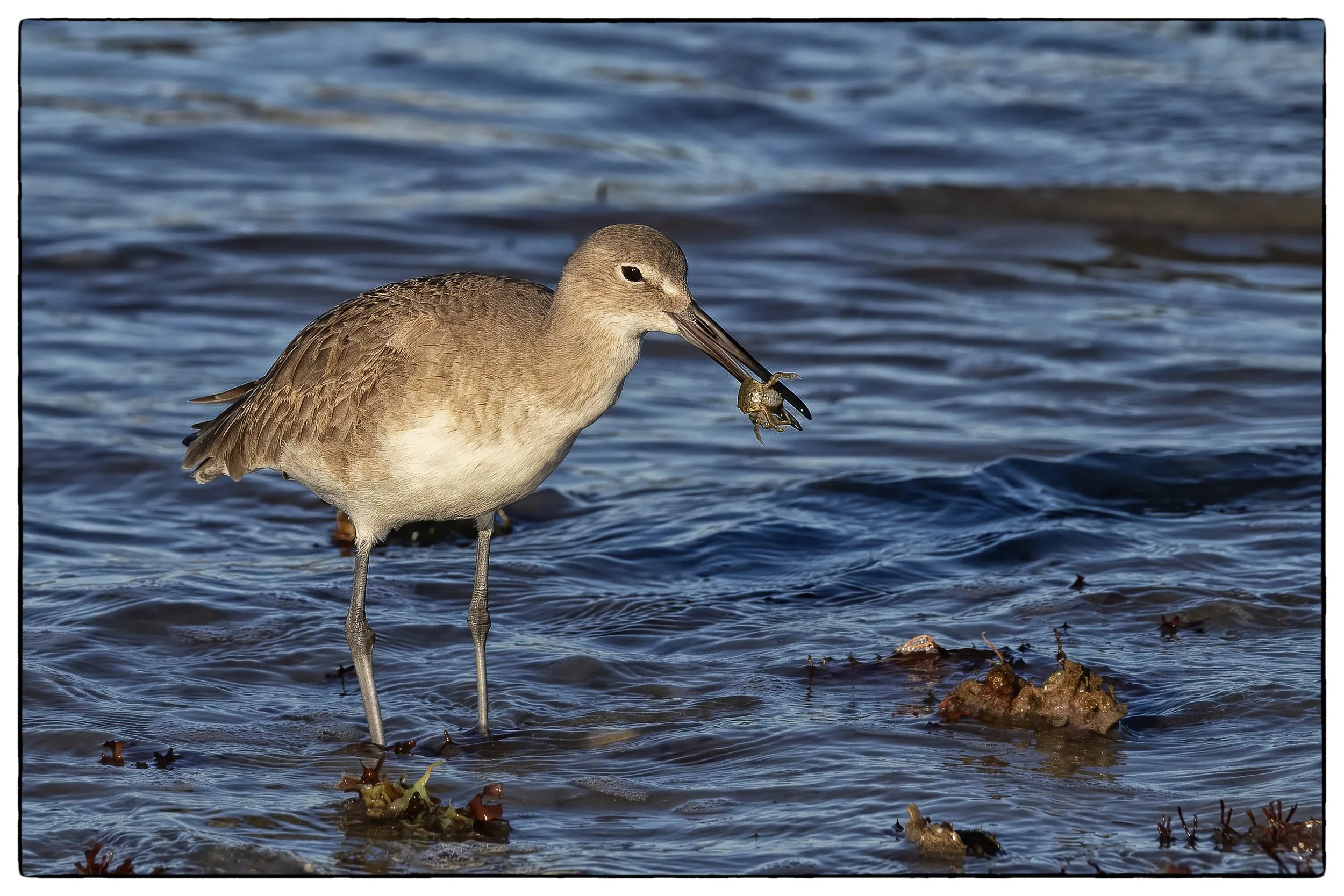 Willet