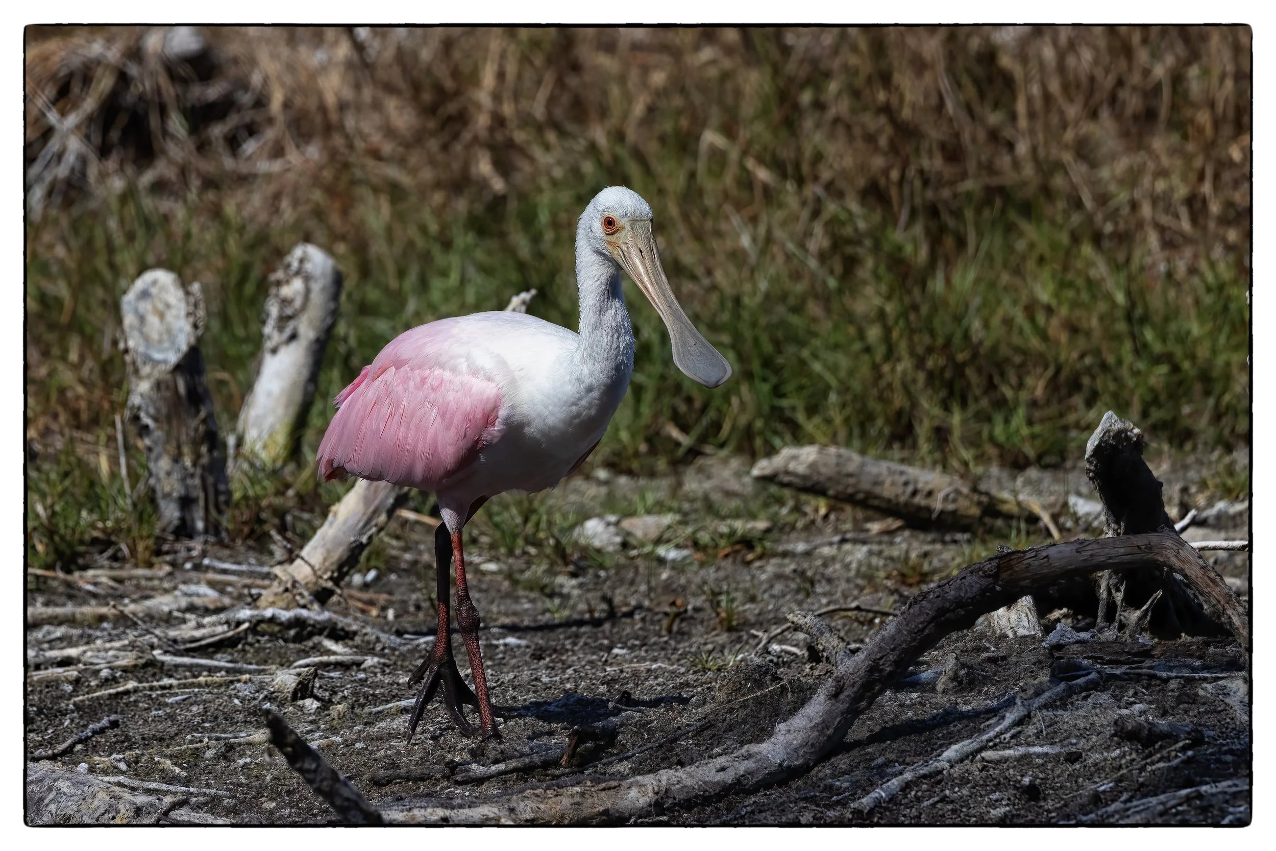 _59A8476PScrpdenoiseNIKViCEPDE17SPheadnecklegspink copy.jpg