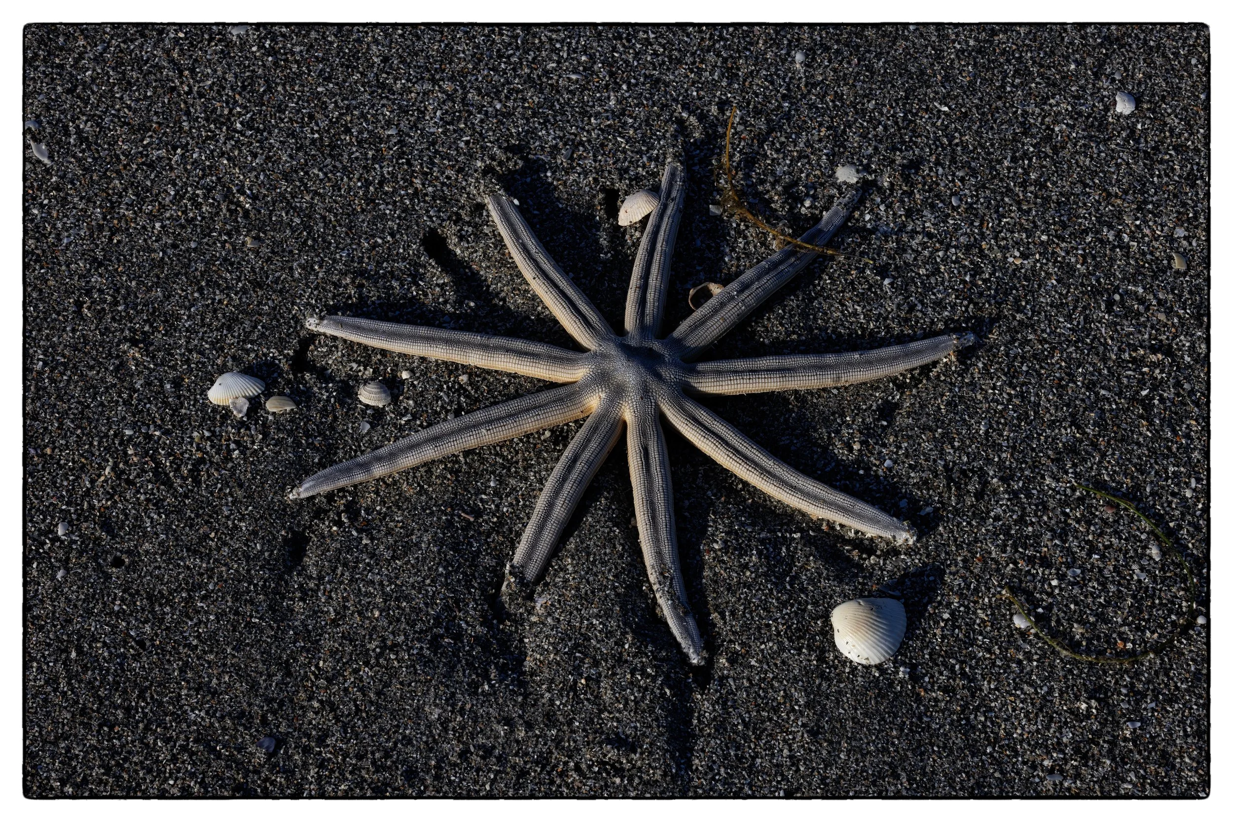 _59A6711PSdenoiseNIKViCEPDE5SPseastar45 copy.jpg