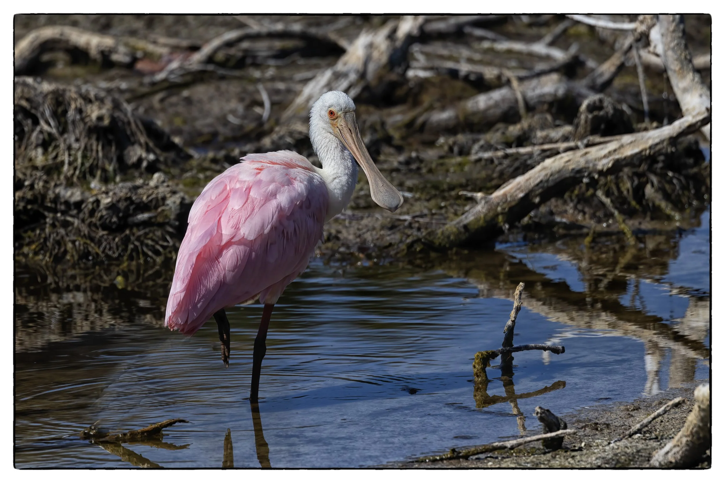 _59A8757PScrpdenoiseNIKViCEPSPheadbeakneck copy.jpg