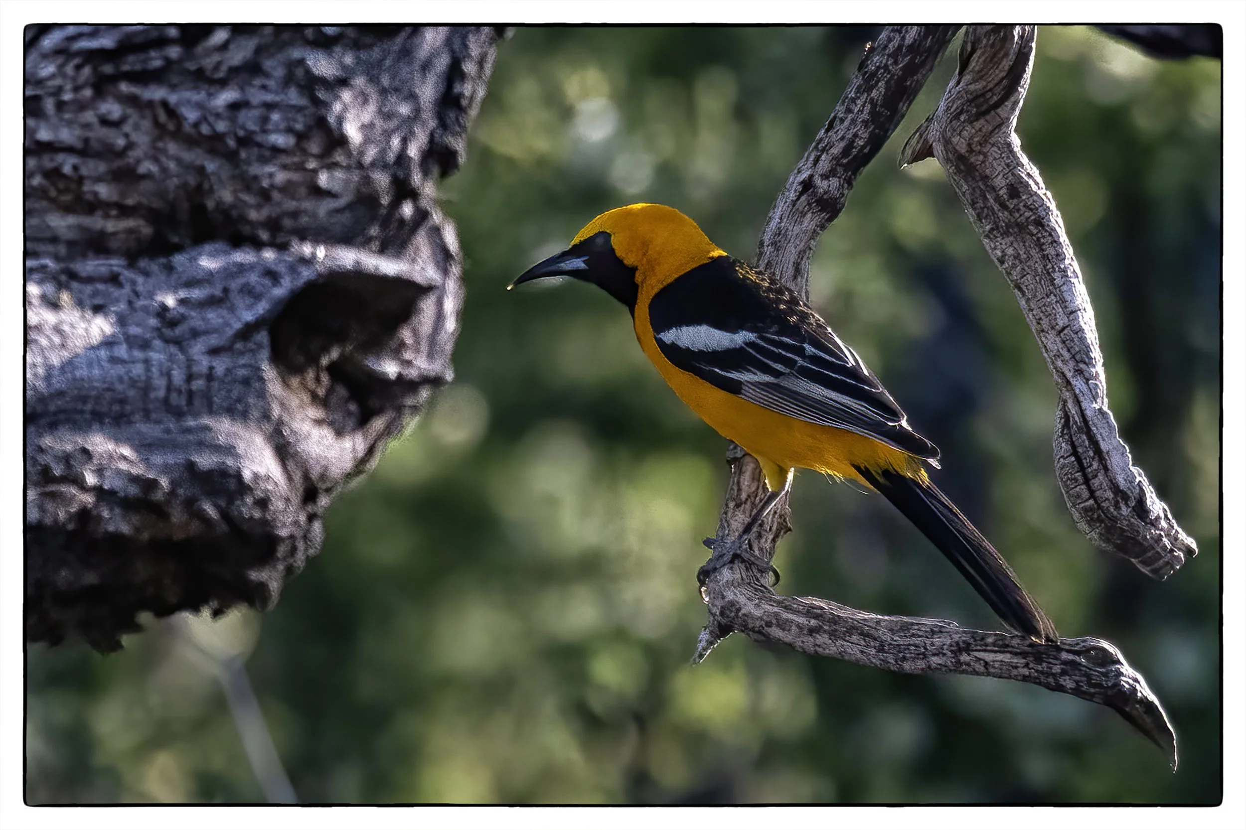 Hooded oriole