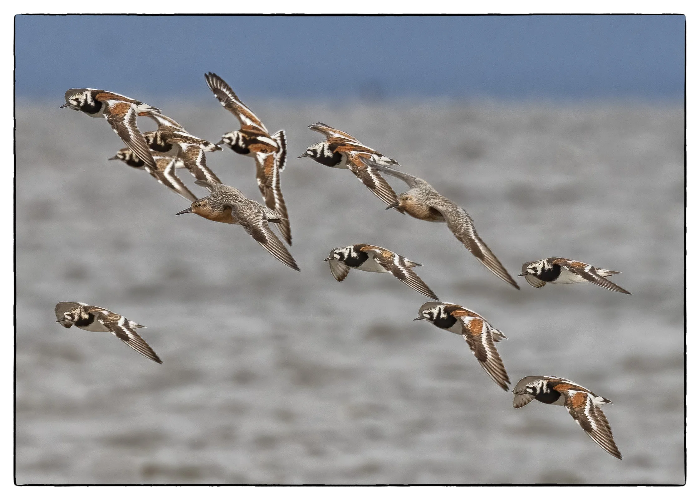 Turnstones and Red knots, Cape May, NJ