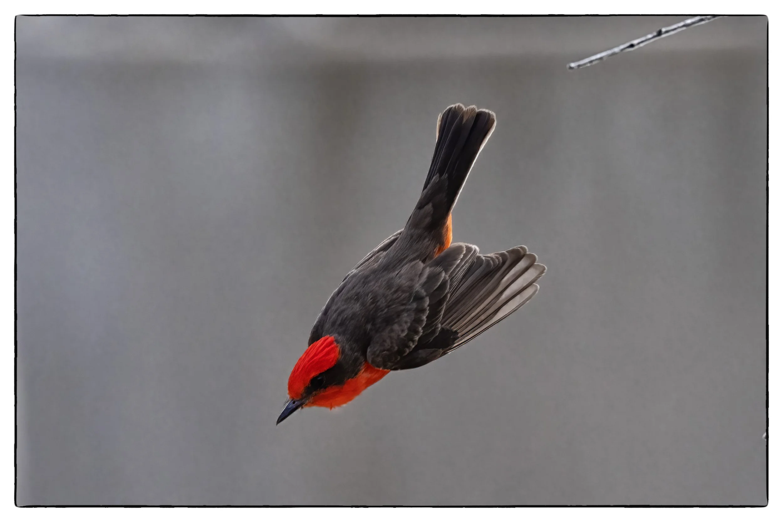 _59A6921PScrpdenoiseNIKViCEPframeDE17SPeyebeak copy.jpg