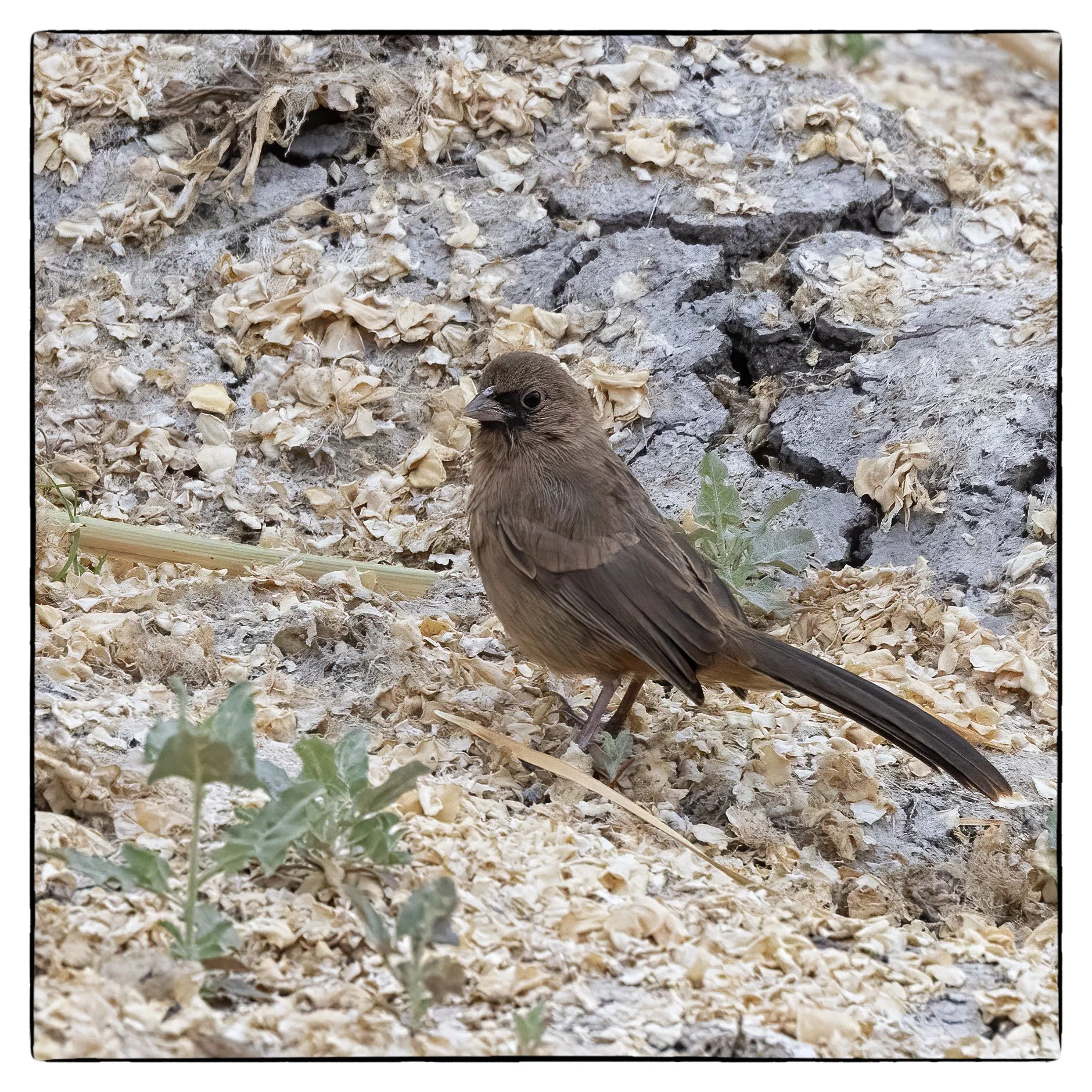 _59A7401PSAbert'sTowheecrpdenoiseNIKViCEPframeDE5SPeye50 copy.jpg