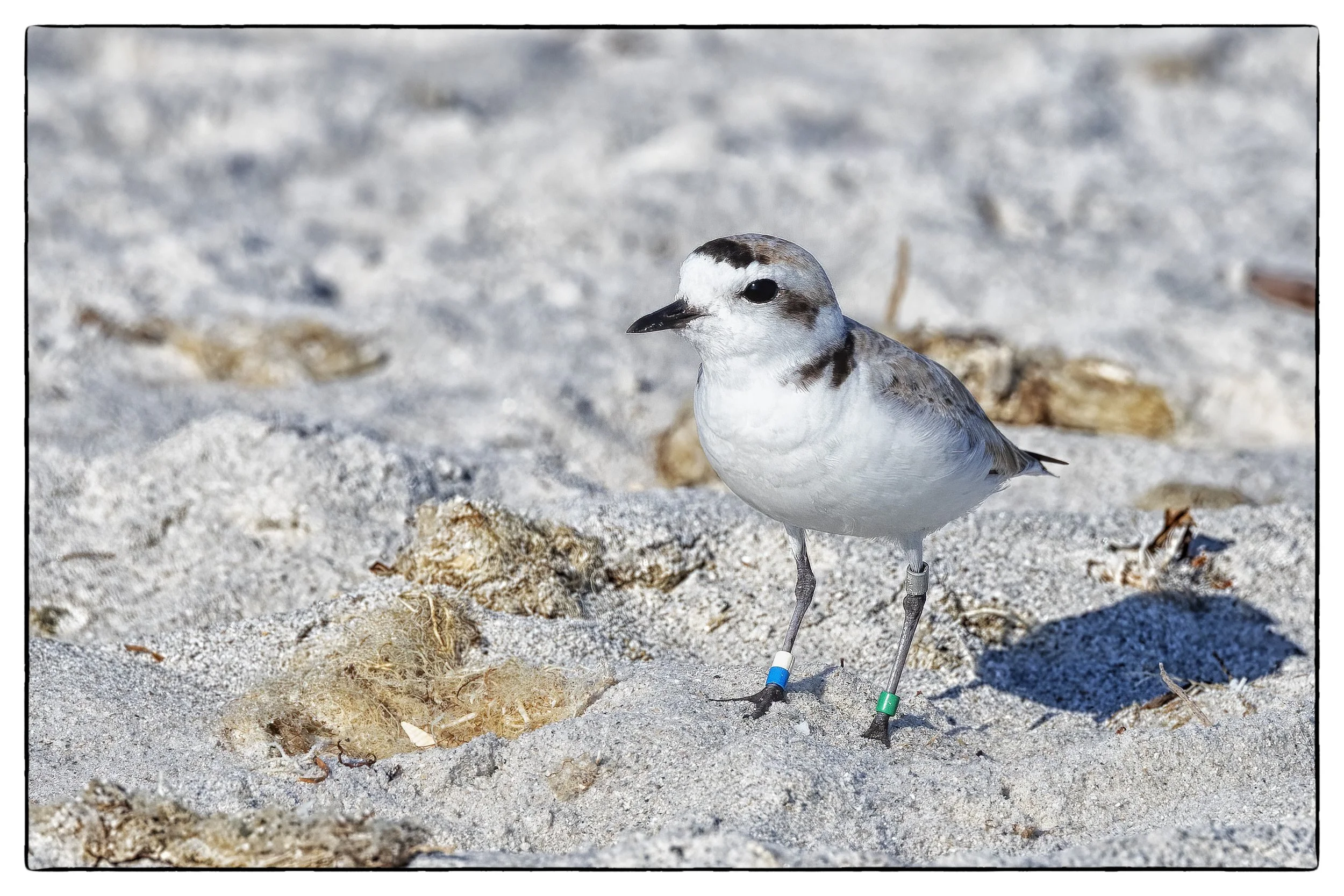 Snowy plover