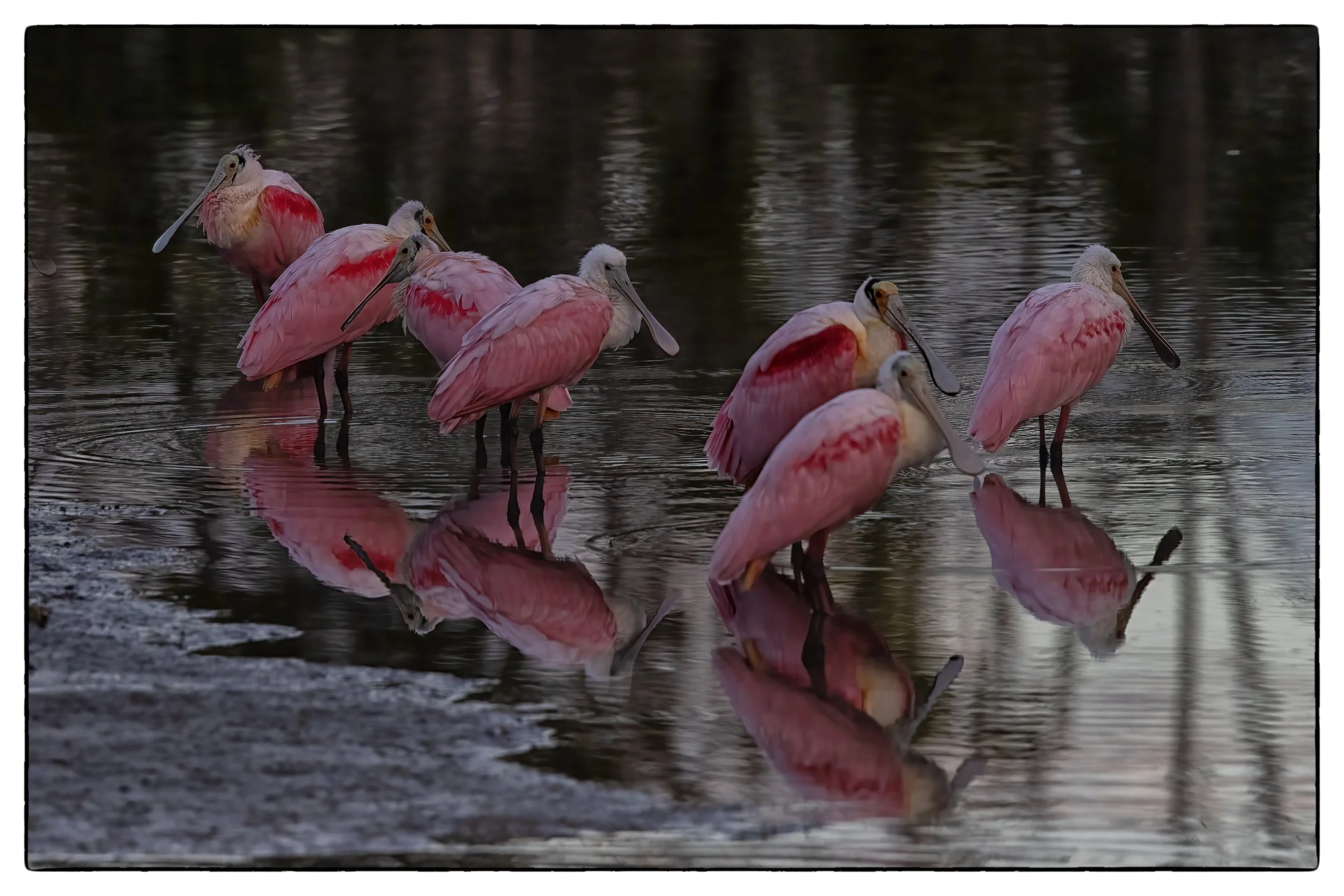 Spoonbills