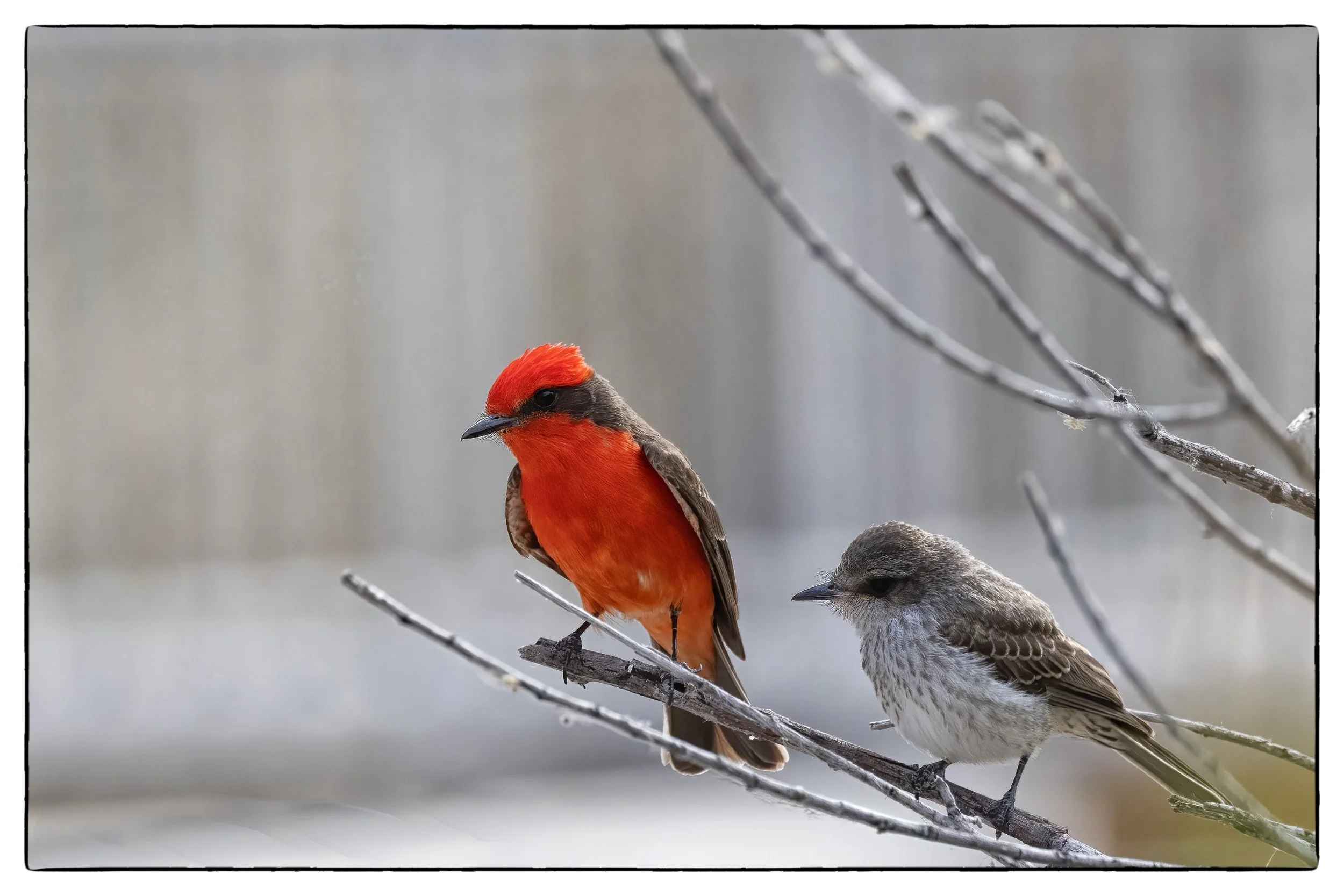 _59A6923PScrpclndenoiseNIKViCEPframeDESPeyesbirds copy.jpg