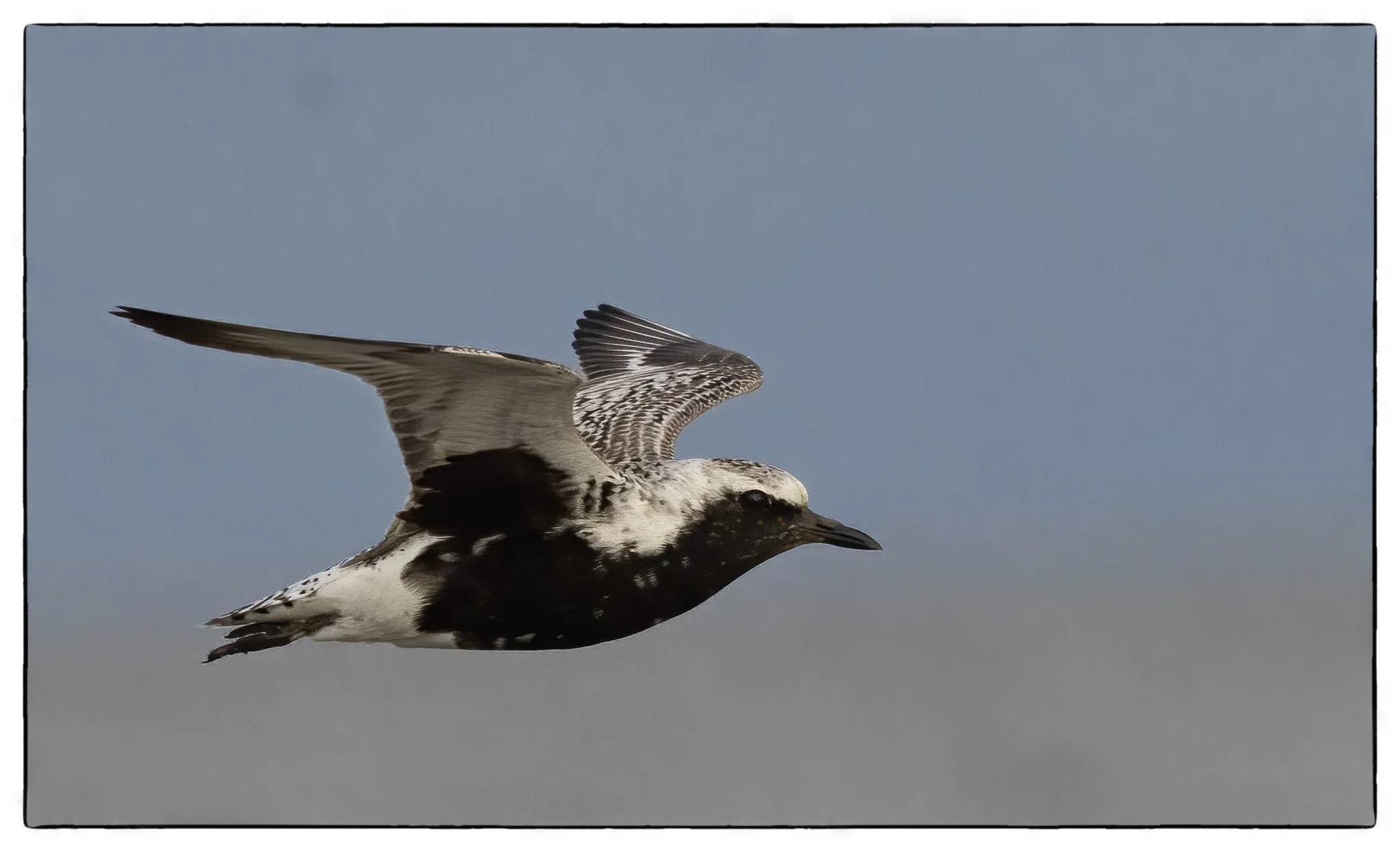 Black belly plover, Cape May, NJ