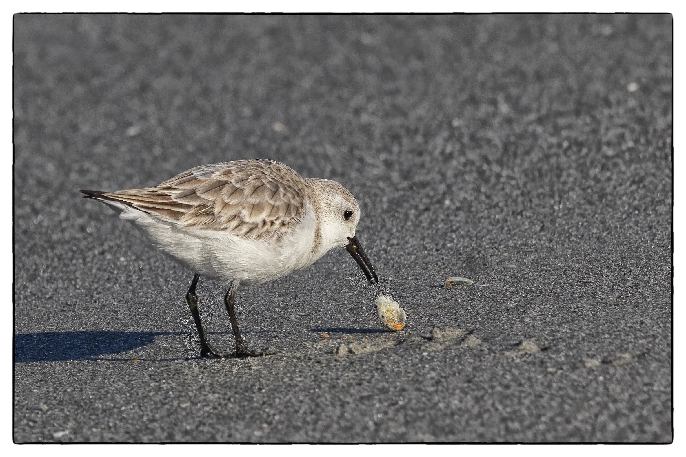 sanderling