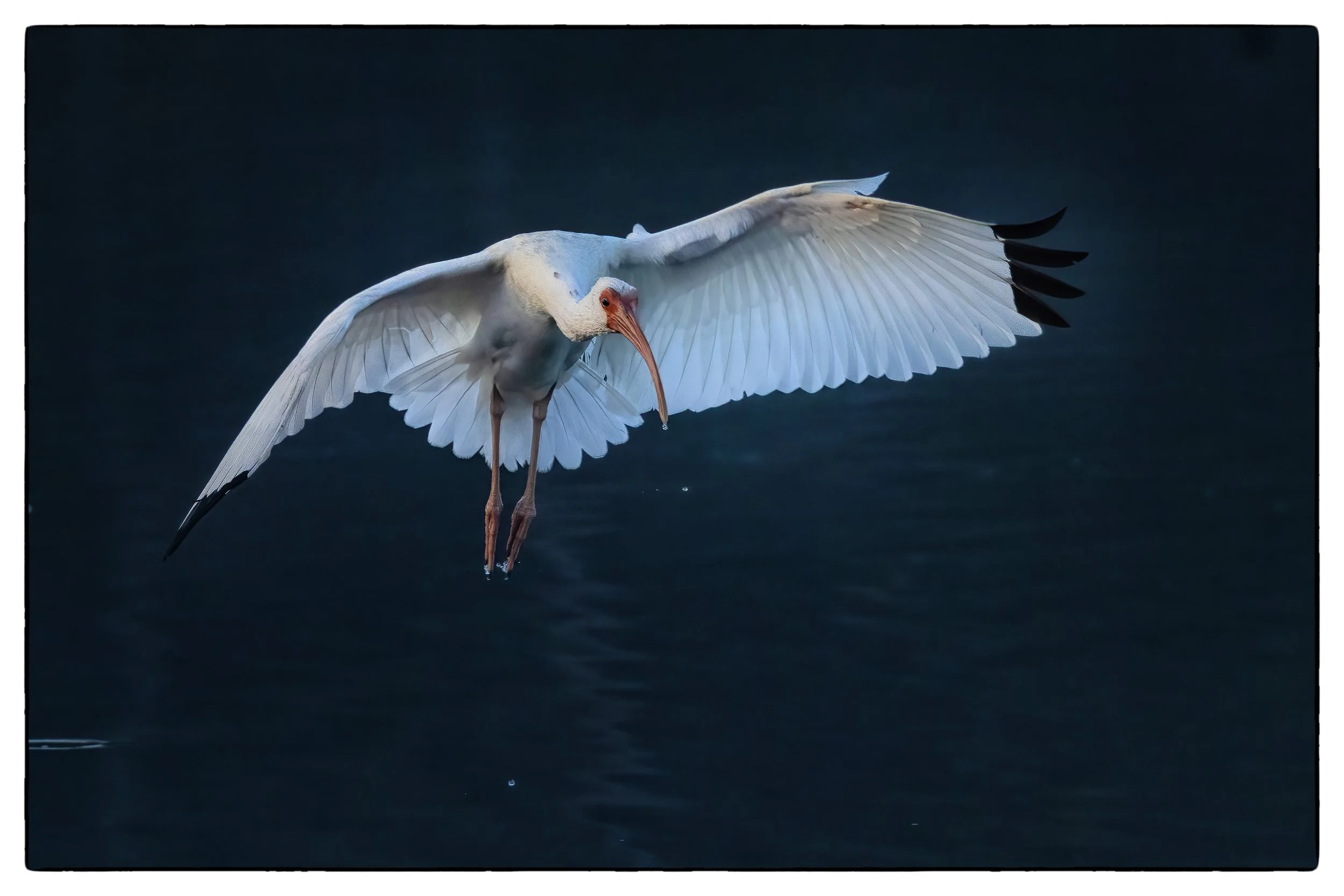 White Ibis