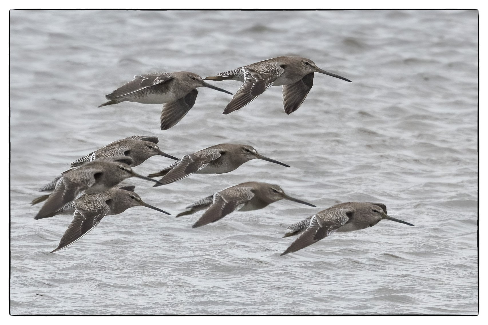 Dowitchers, Forsythe NWR