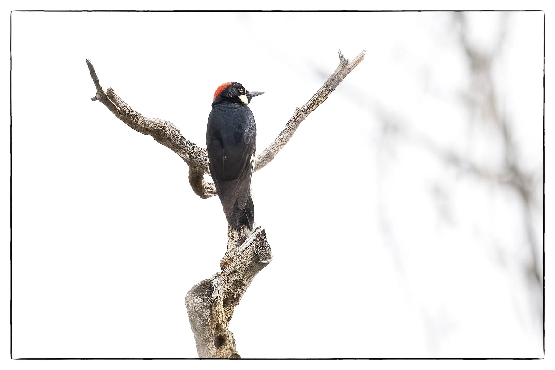 Acorn woodpecker