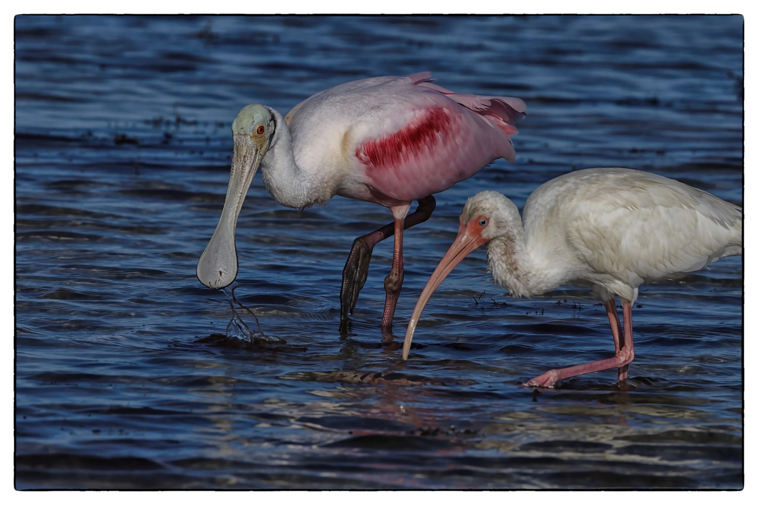 _59A2771PScrpdenoiseNIKViCEPframsDESPbirds copy.jpg