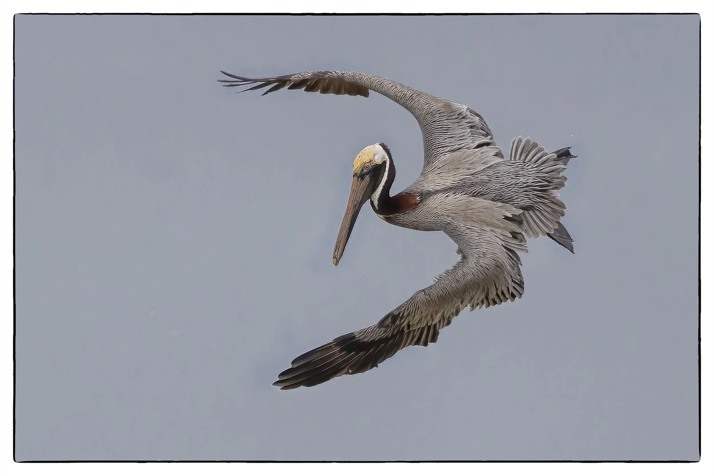 _59A1219PScrpdenoiseNIKViCEPframeDESPheadbeaksize copy.jpg