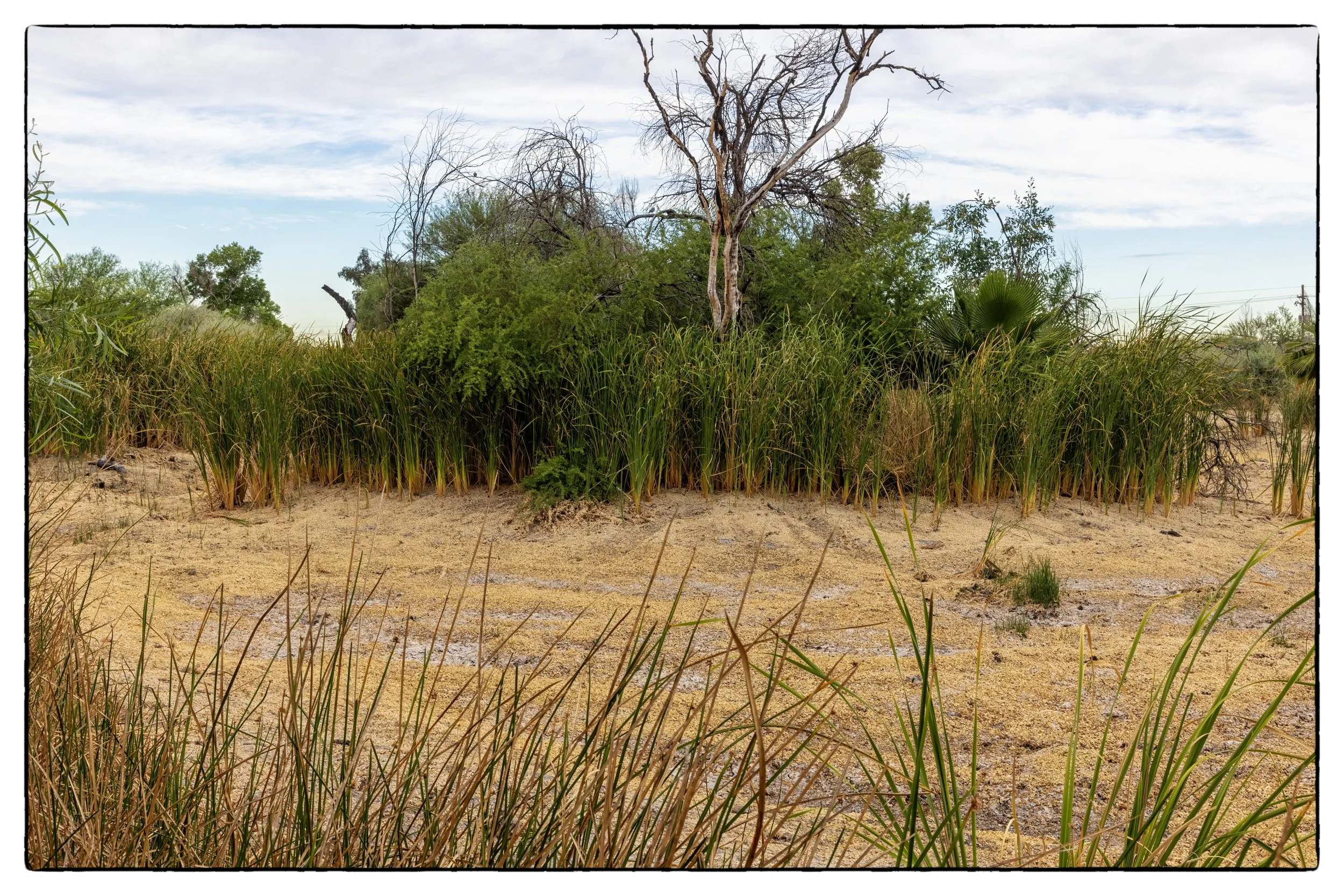 Sweetwater Wetland