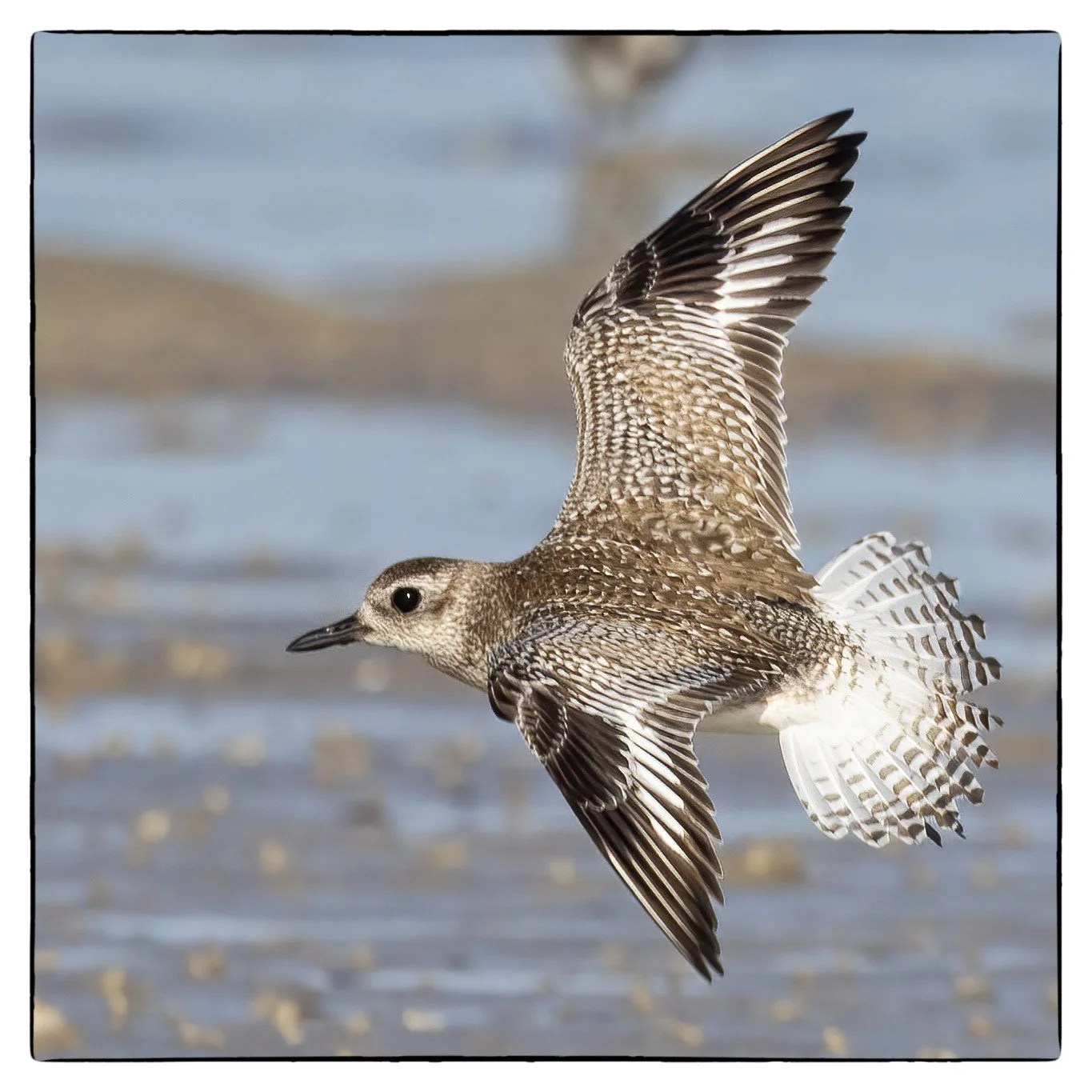 Black-bellied plover