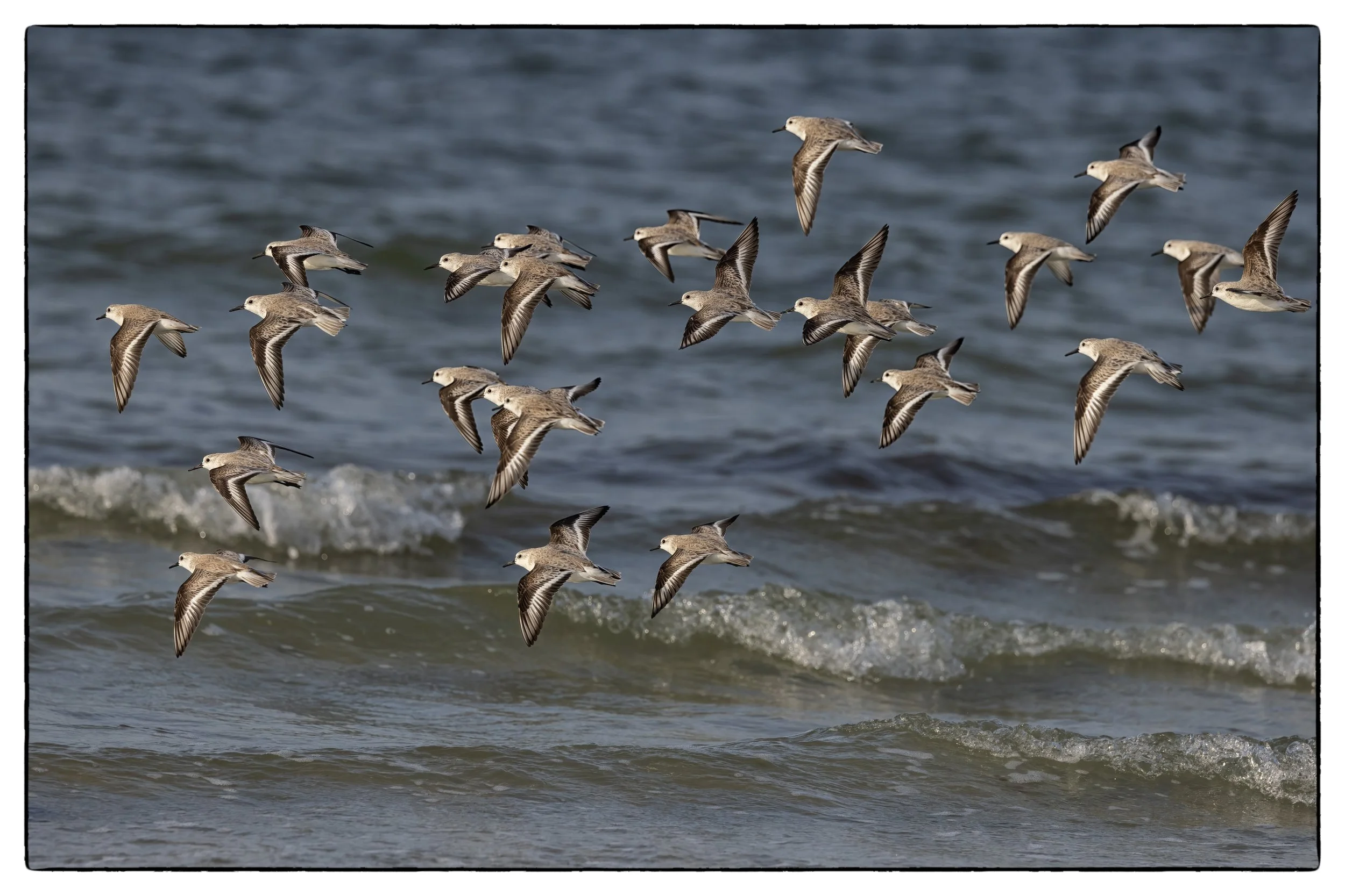 _59A3647PScrpdenoiseNIKVikCEPframeDE17SPbirds copy.jpg