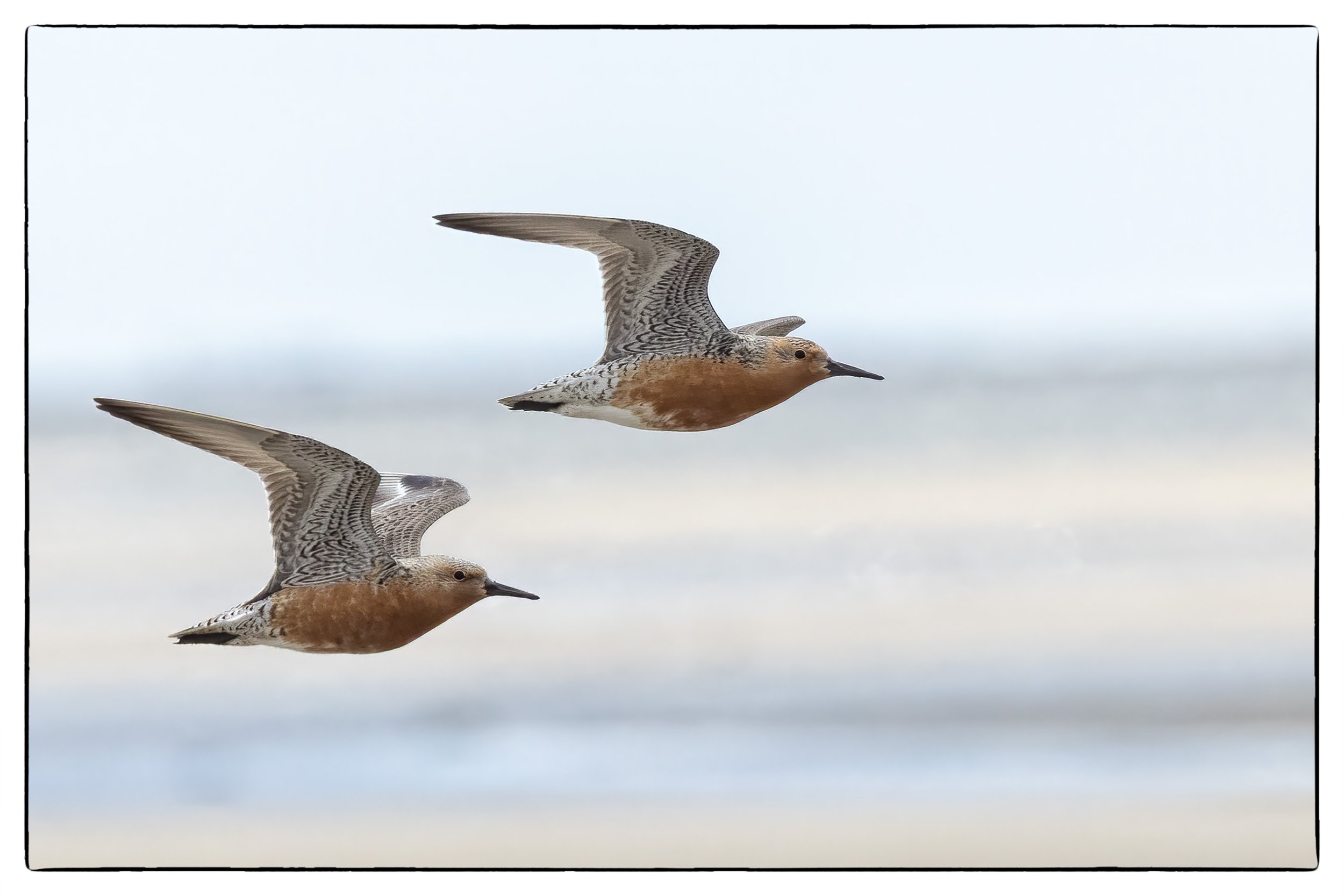 Red knots