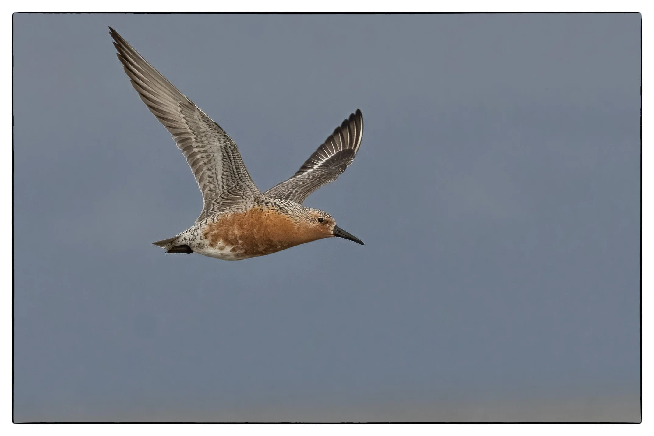 Red Knot