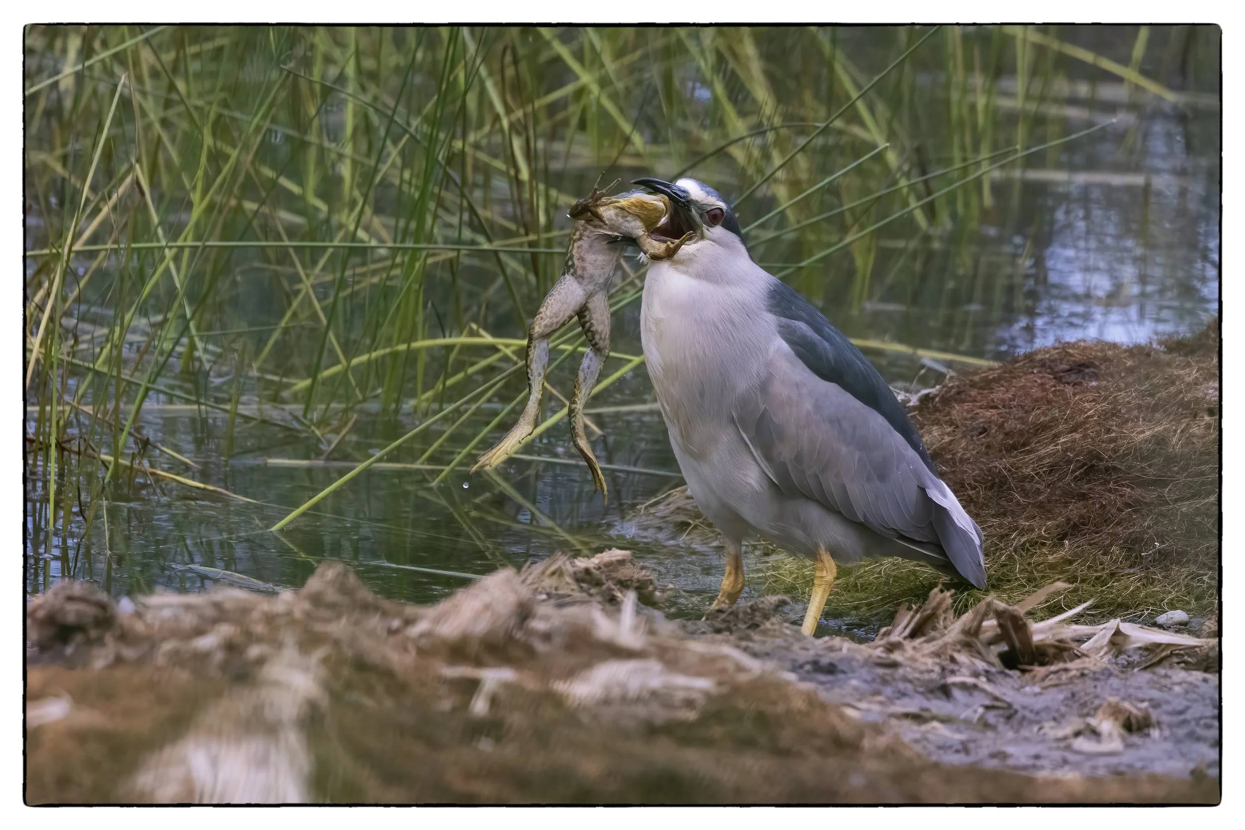 Black Crowned Night Heron w/ Bullfrog