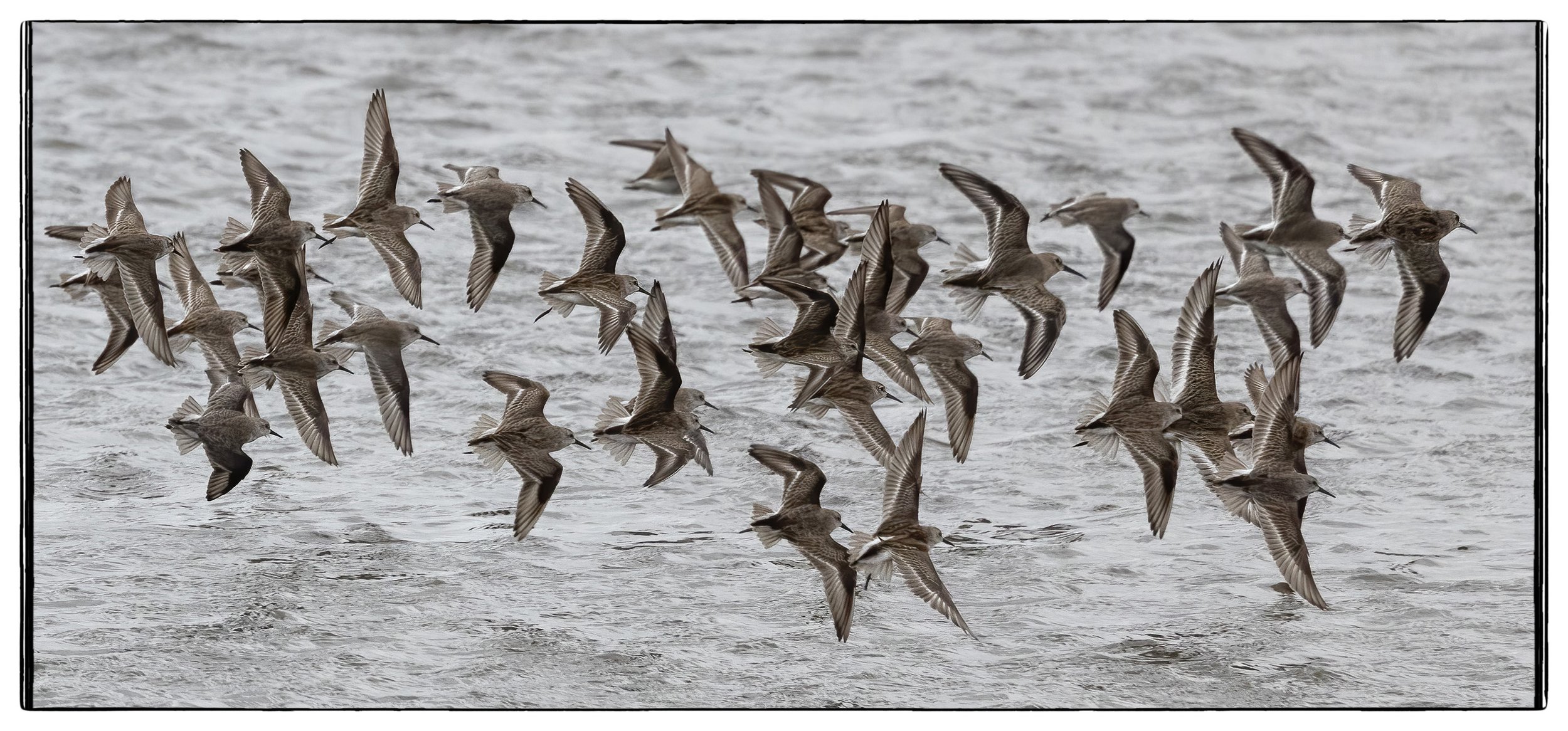 Dunlins, Forsythe NWR
