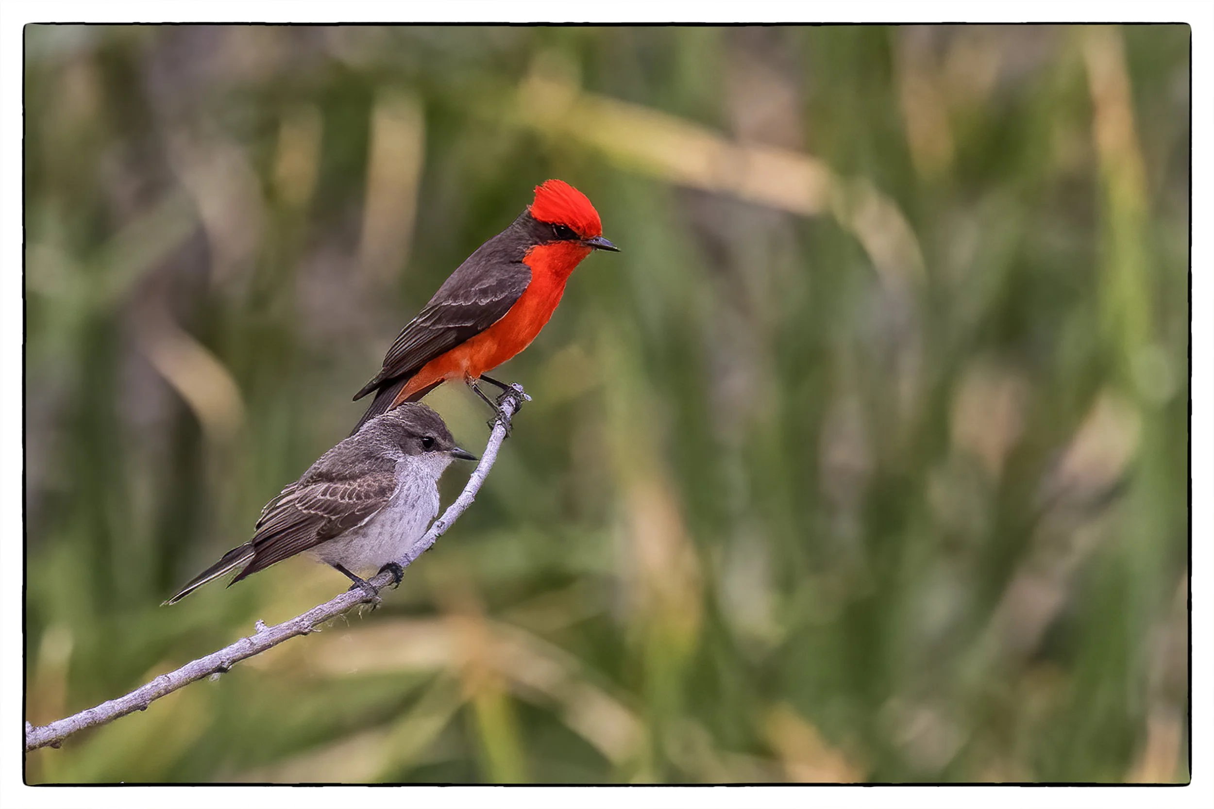 Vermillion flycatcher with juvenile, Sweetwater Wetland