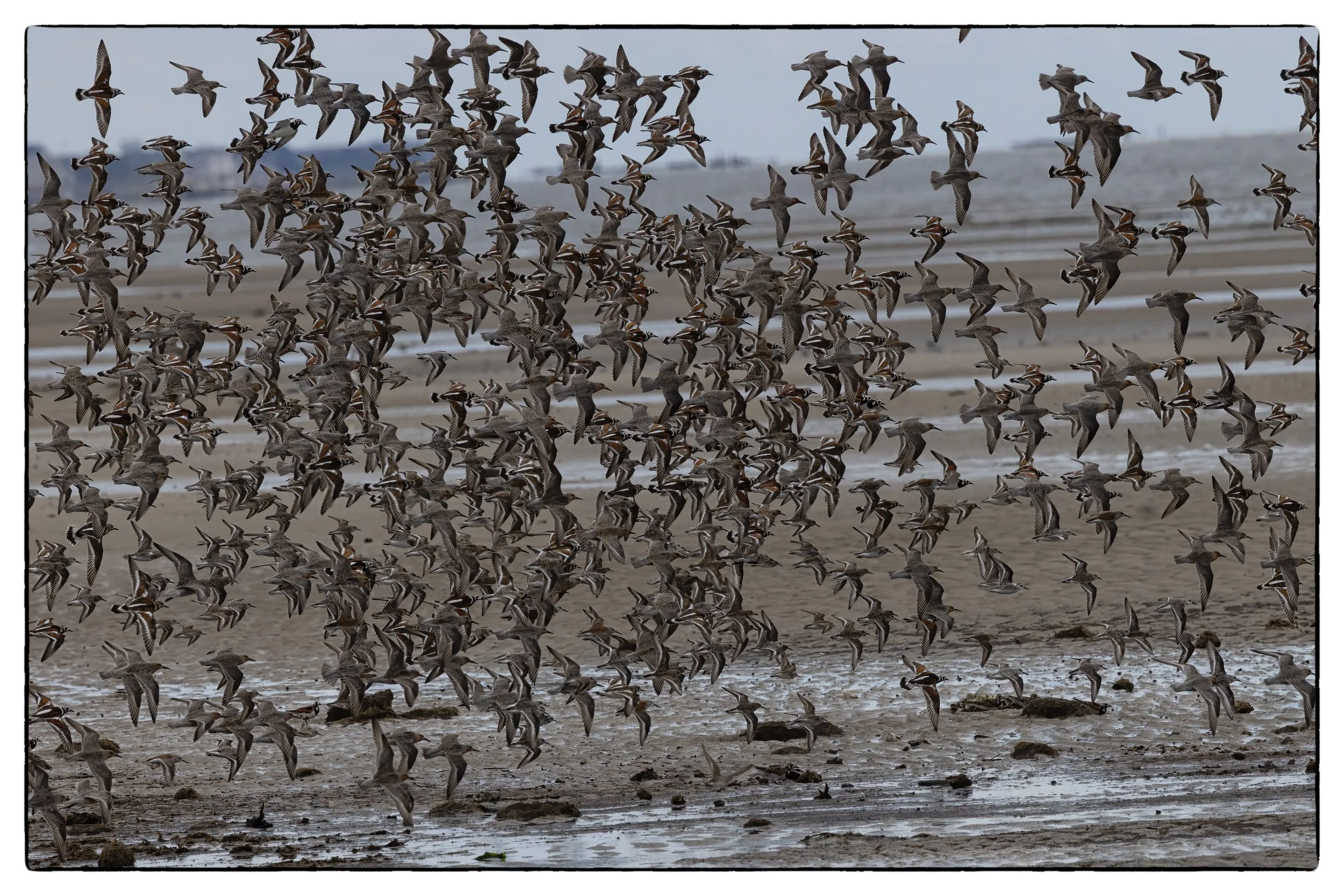Ruddy turnstones in flight