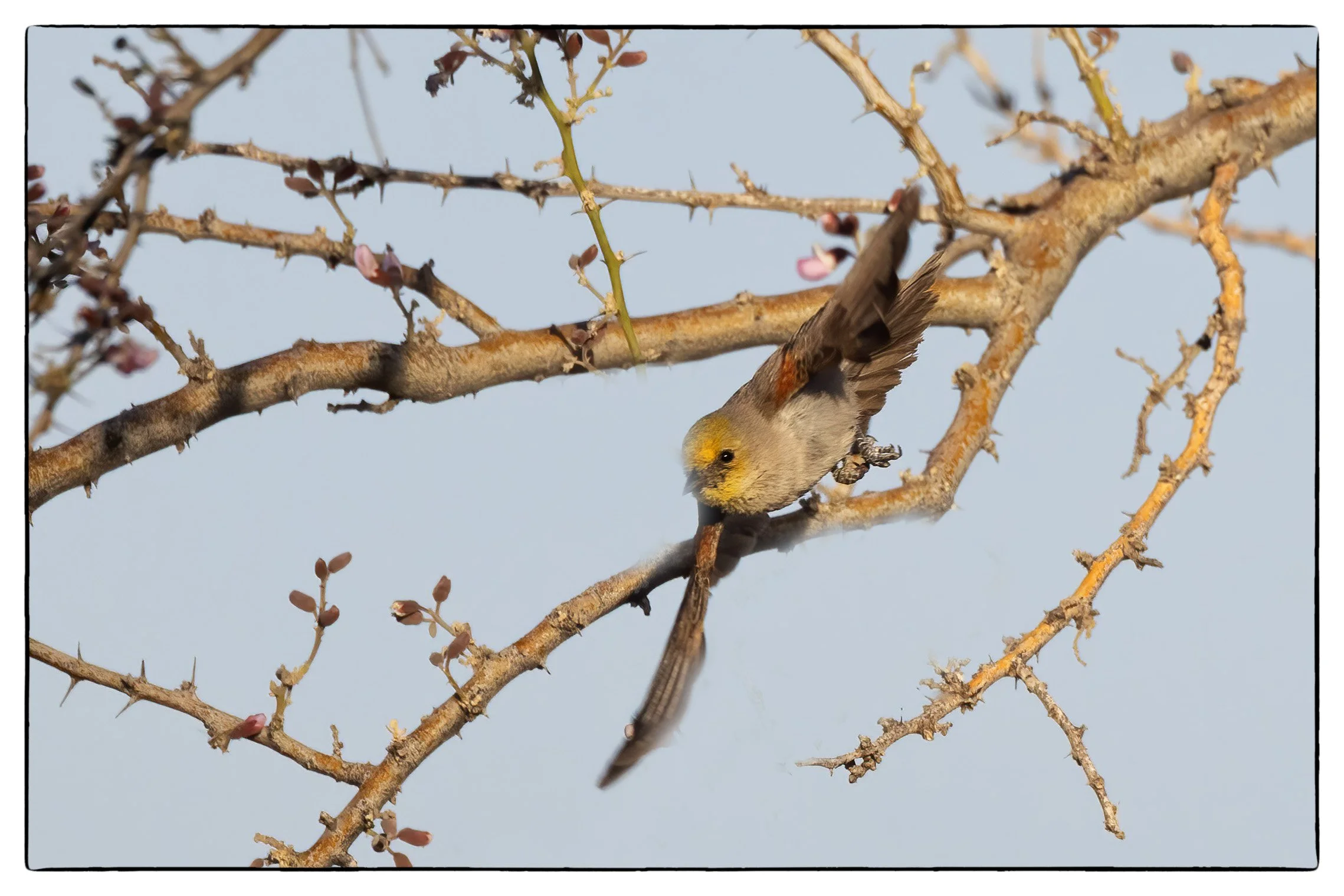 Verdin