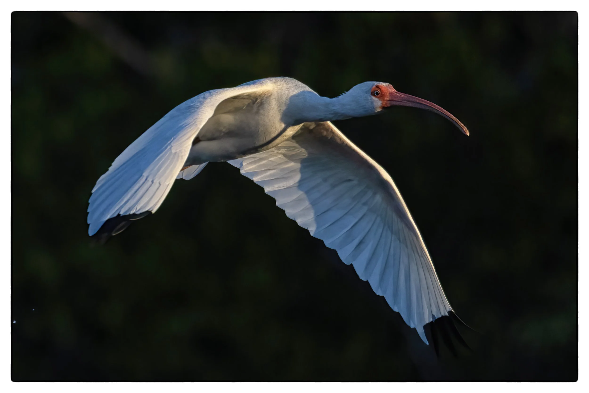 _59A7572PScrpdenoiseNIKViCEPDE17SPheadeyebeak65 copy.jpg