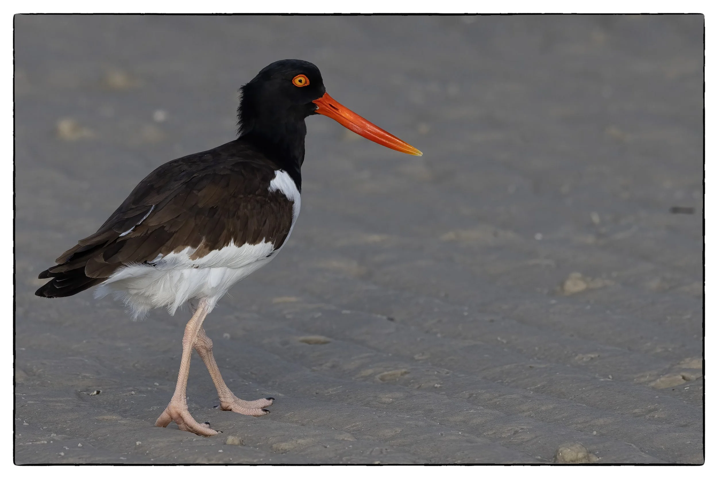 Oyster catcher