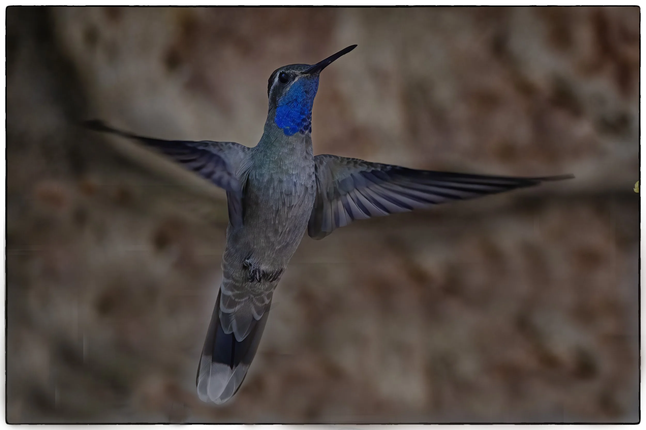 Blue throated mountain gem