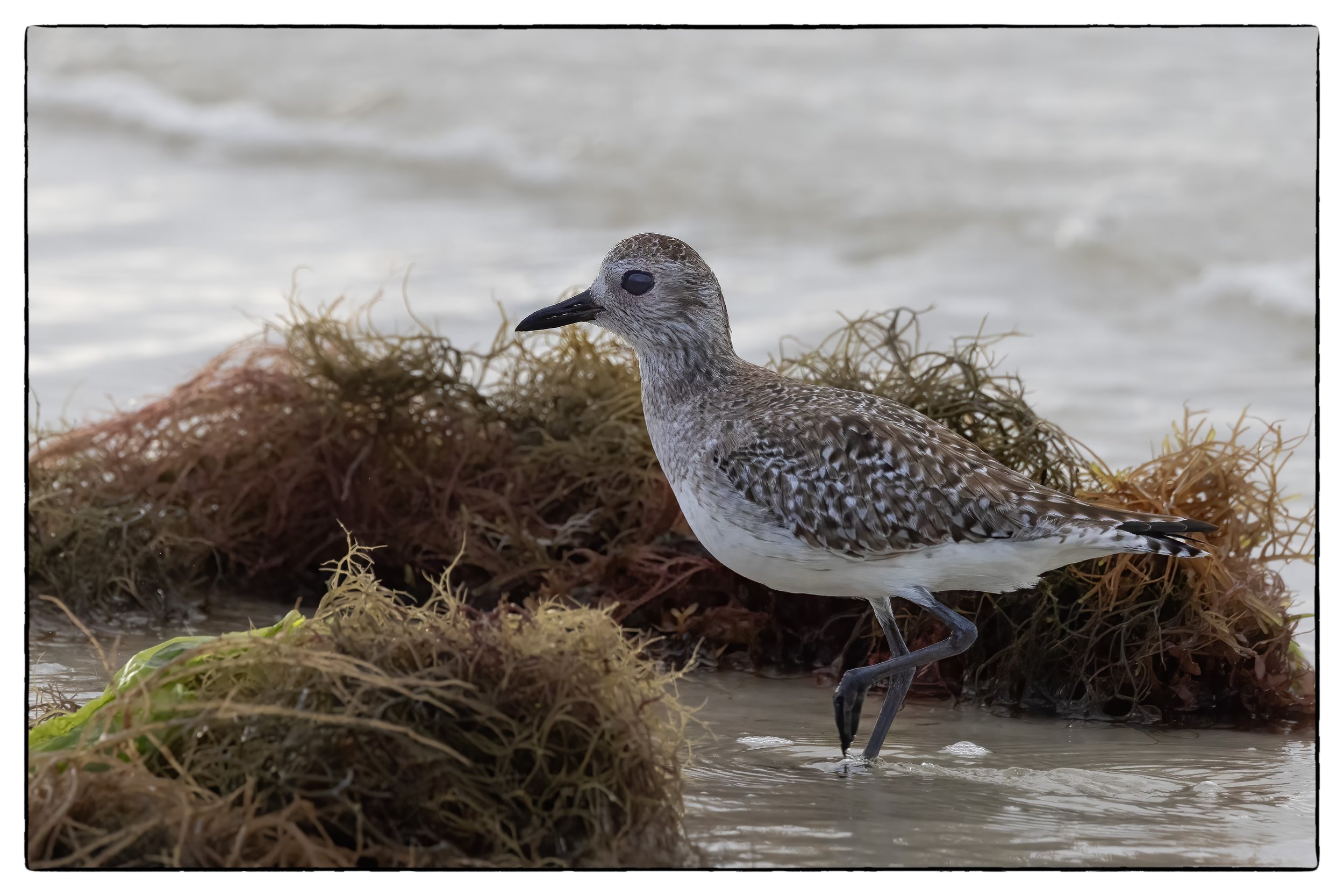 Black-bellied plover
