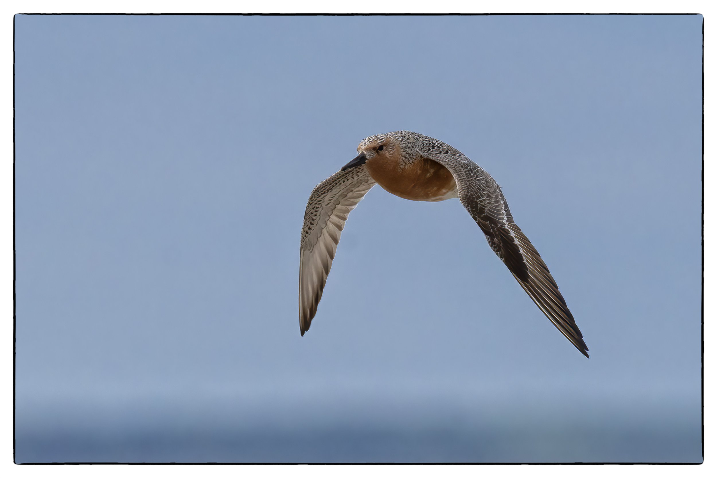 Red knot
