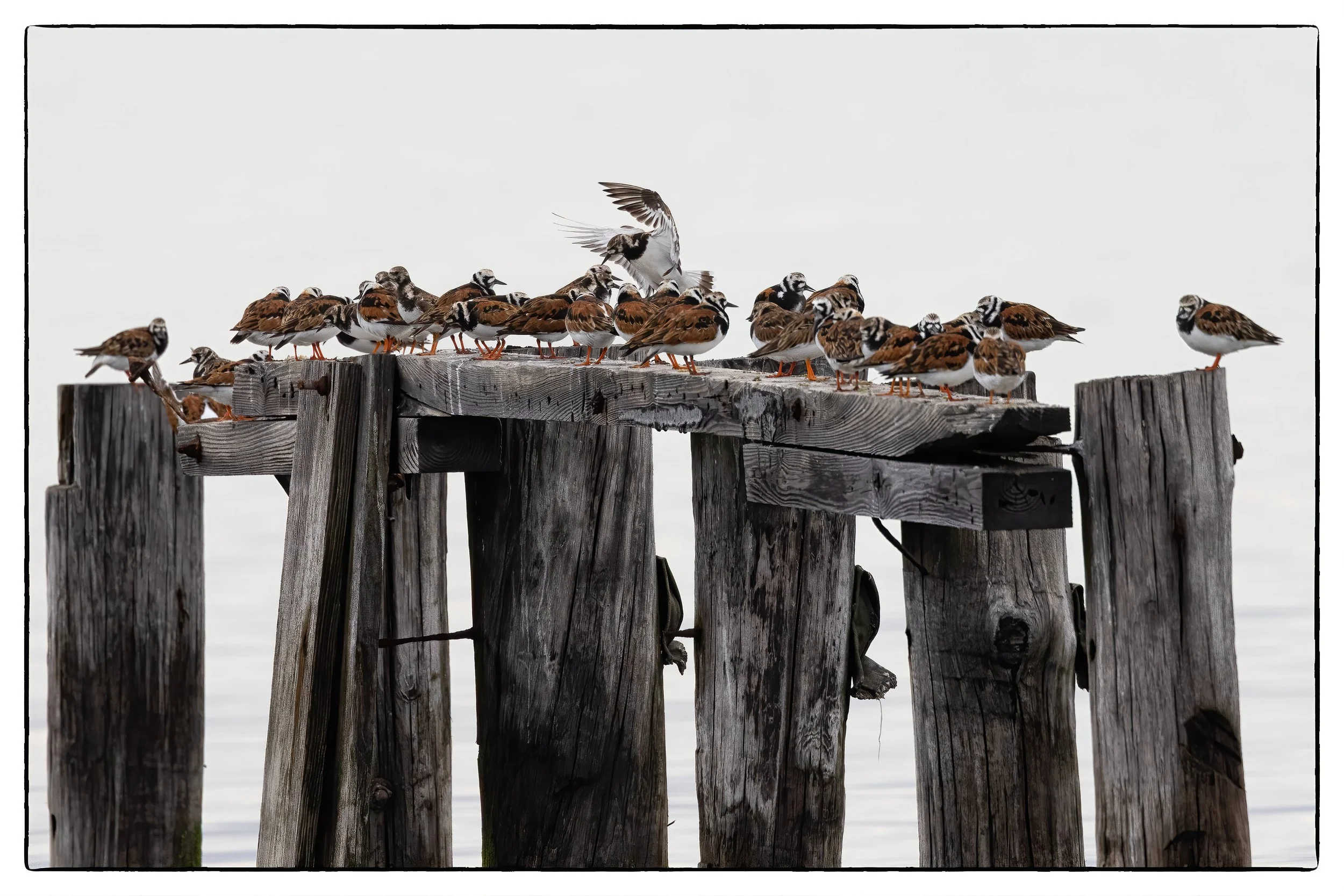 Ruddy turnstones