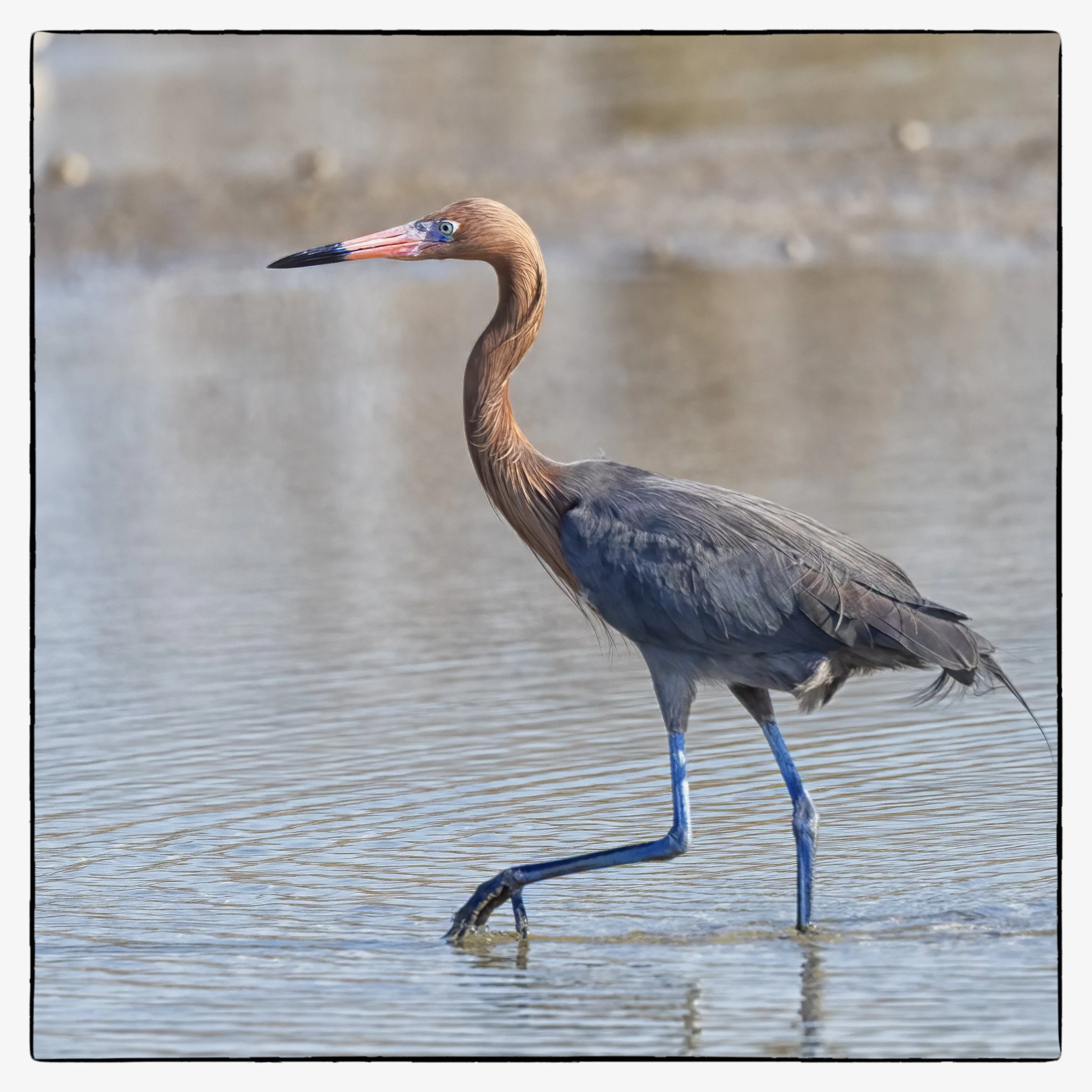 _59A2142PScrpdenoiseNIKViCEPframeDESPbeakeye44crp2sat2 copy.jpg