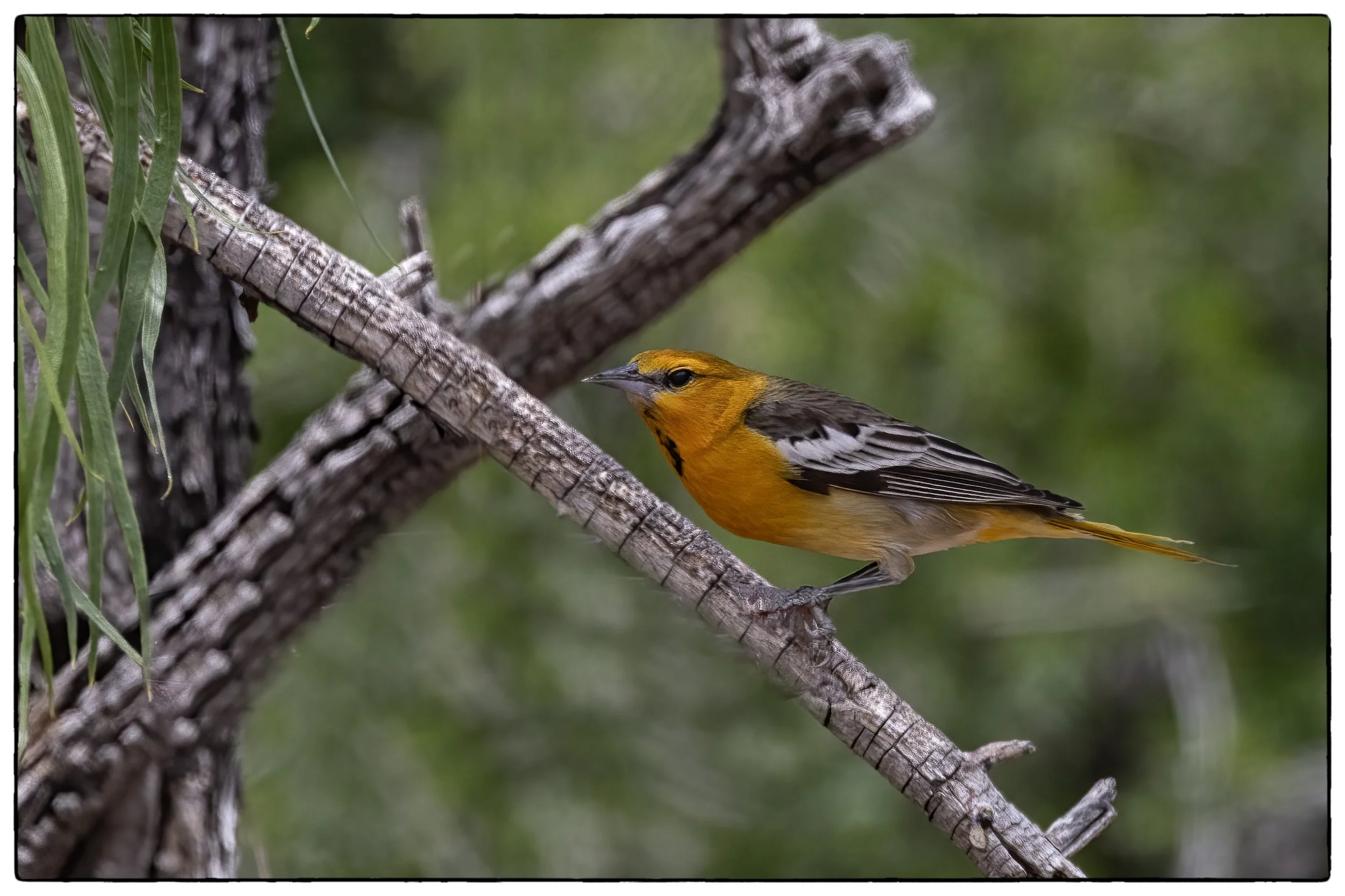 Bullock oriole