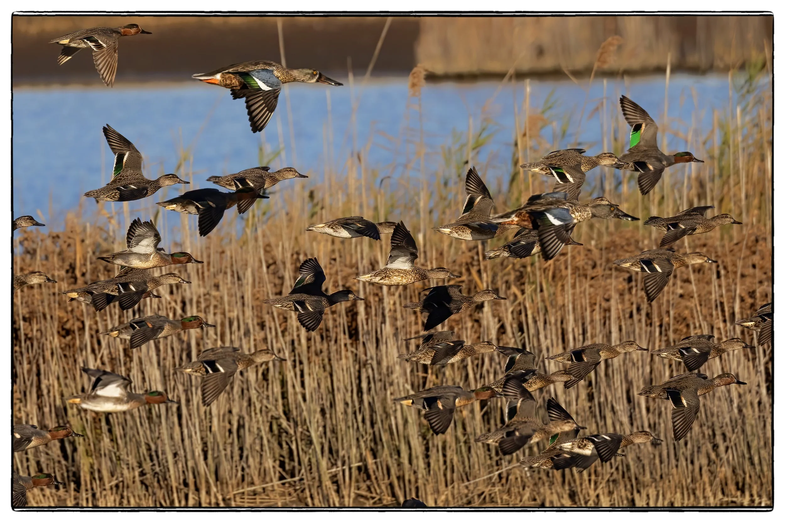 _W3A6148PScrpdenoiseNIKViCEPframeDE7SPducks43 copycrp.jpg