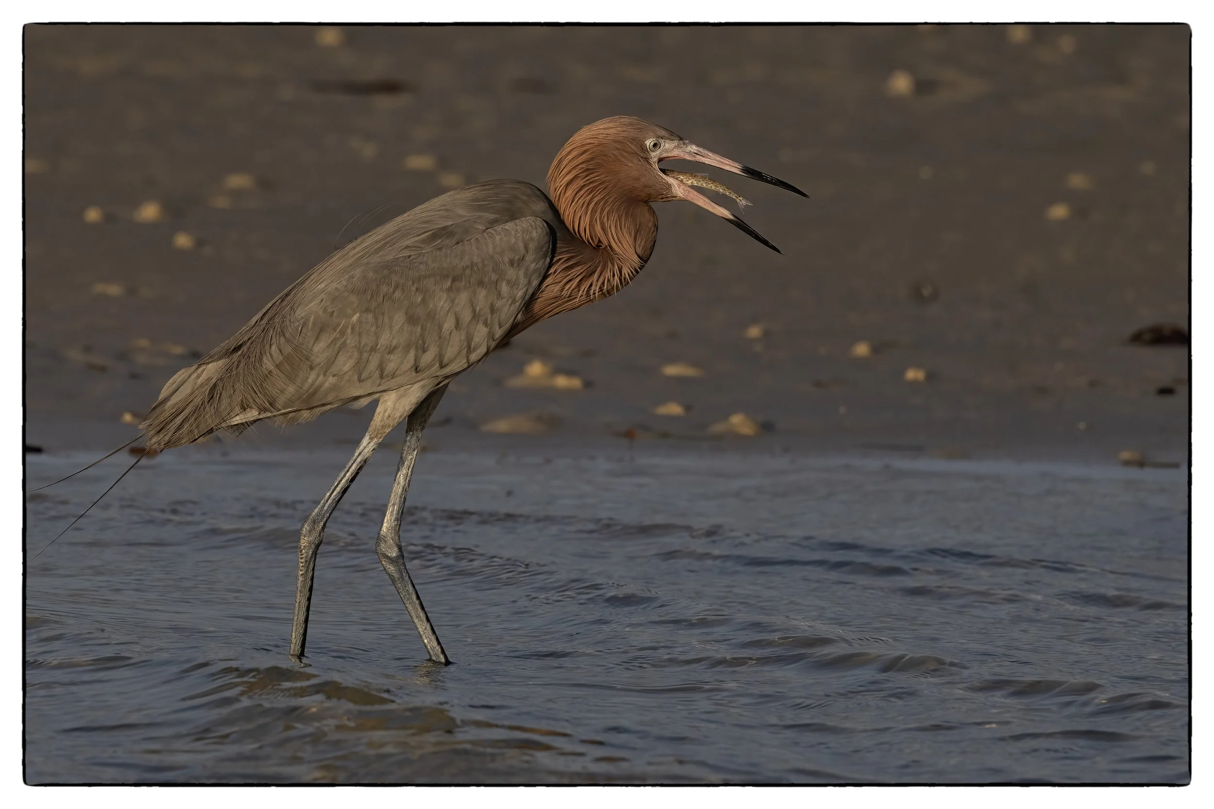 _59A3209PScrpdenoiseNIKViCEPframeDE5SPeyebeakfacefish copy.jpg