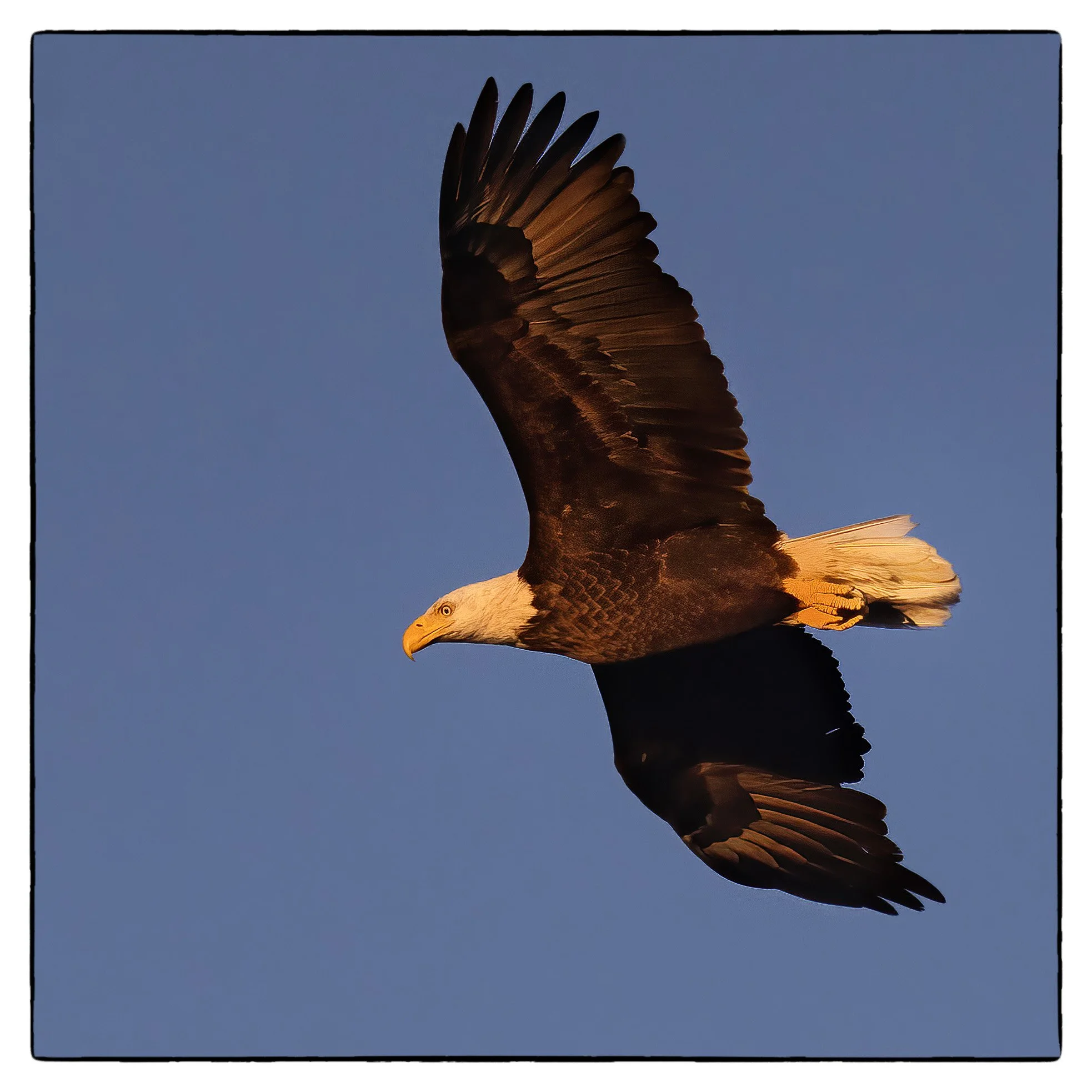 _59A7540PScrpdenoiseNIKViCEPDEwingsbodySPbirdcrp copy.jpg