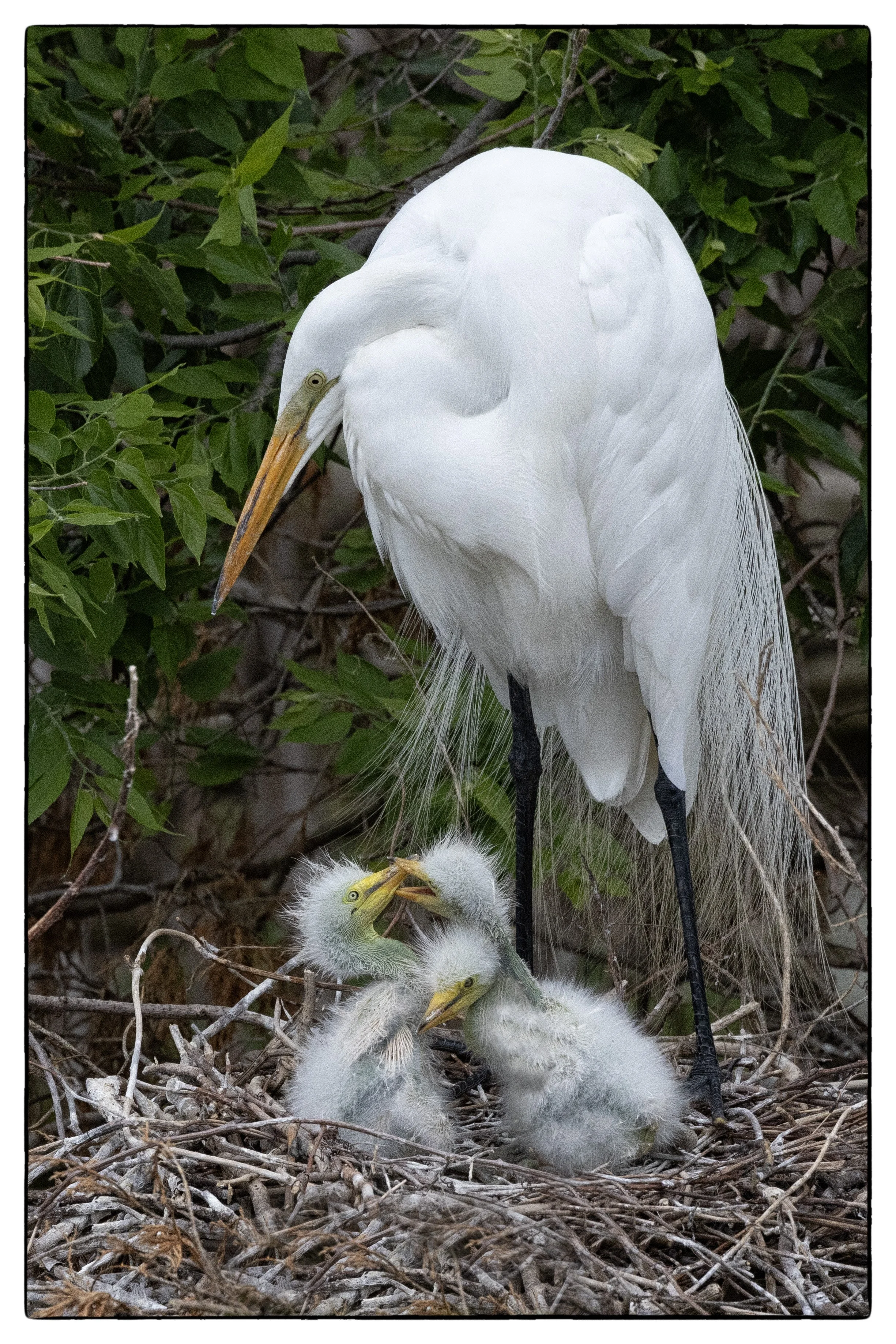 White Egret w/ chicks
