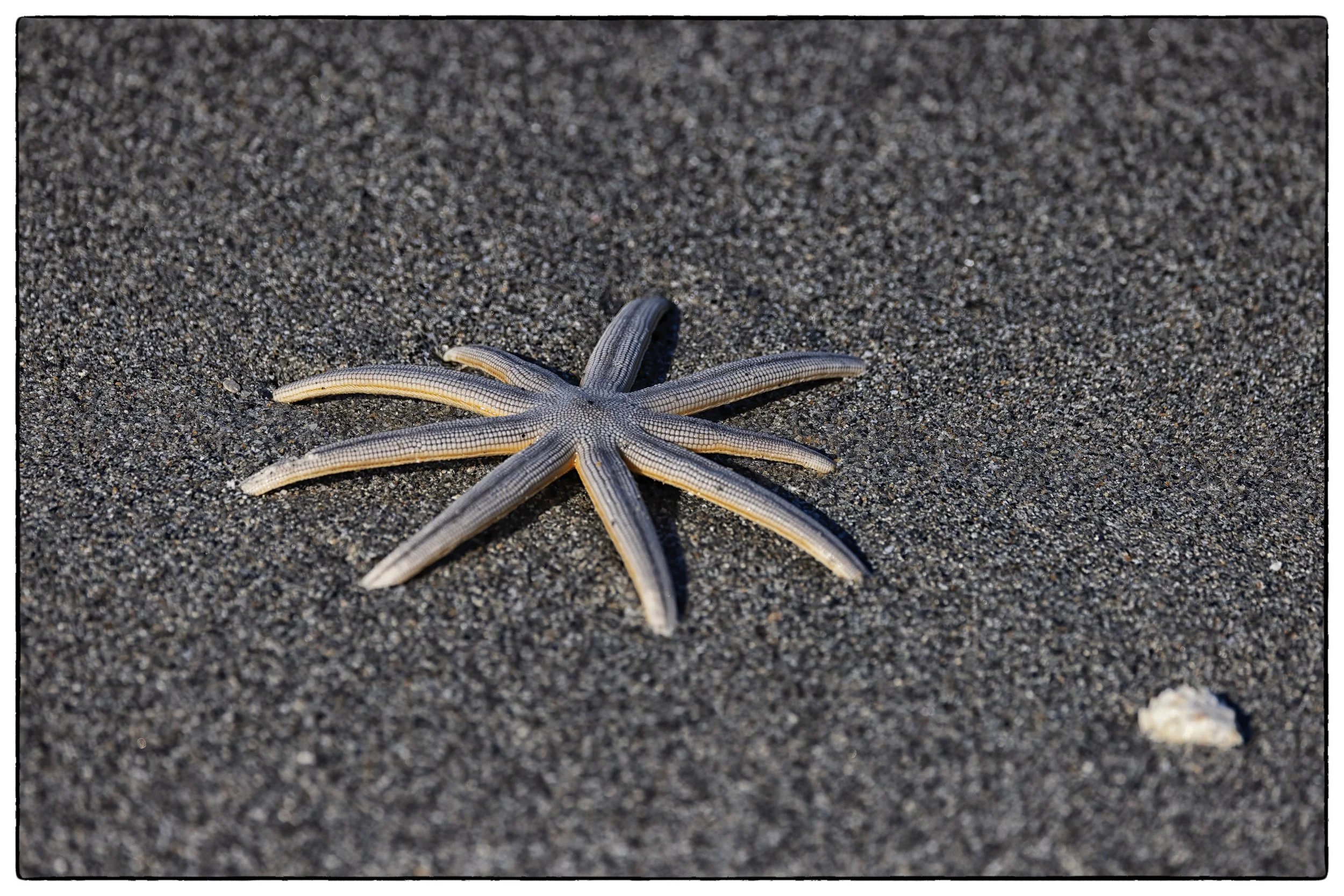 Nine armed seastar