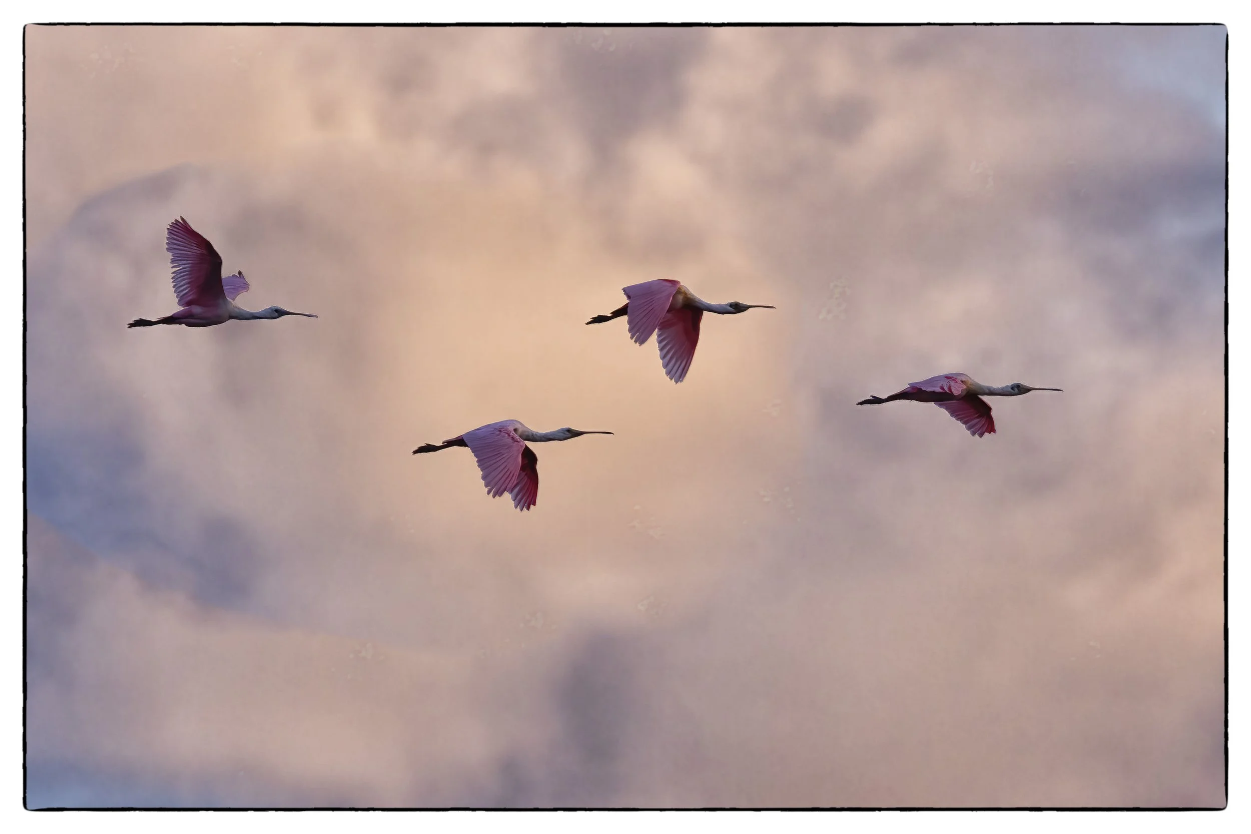 Spoonbills