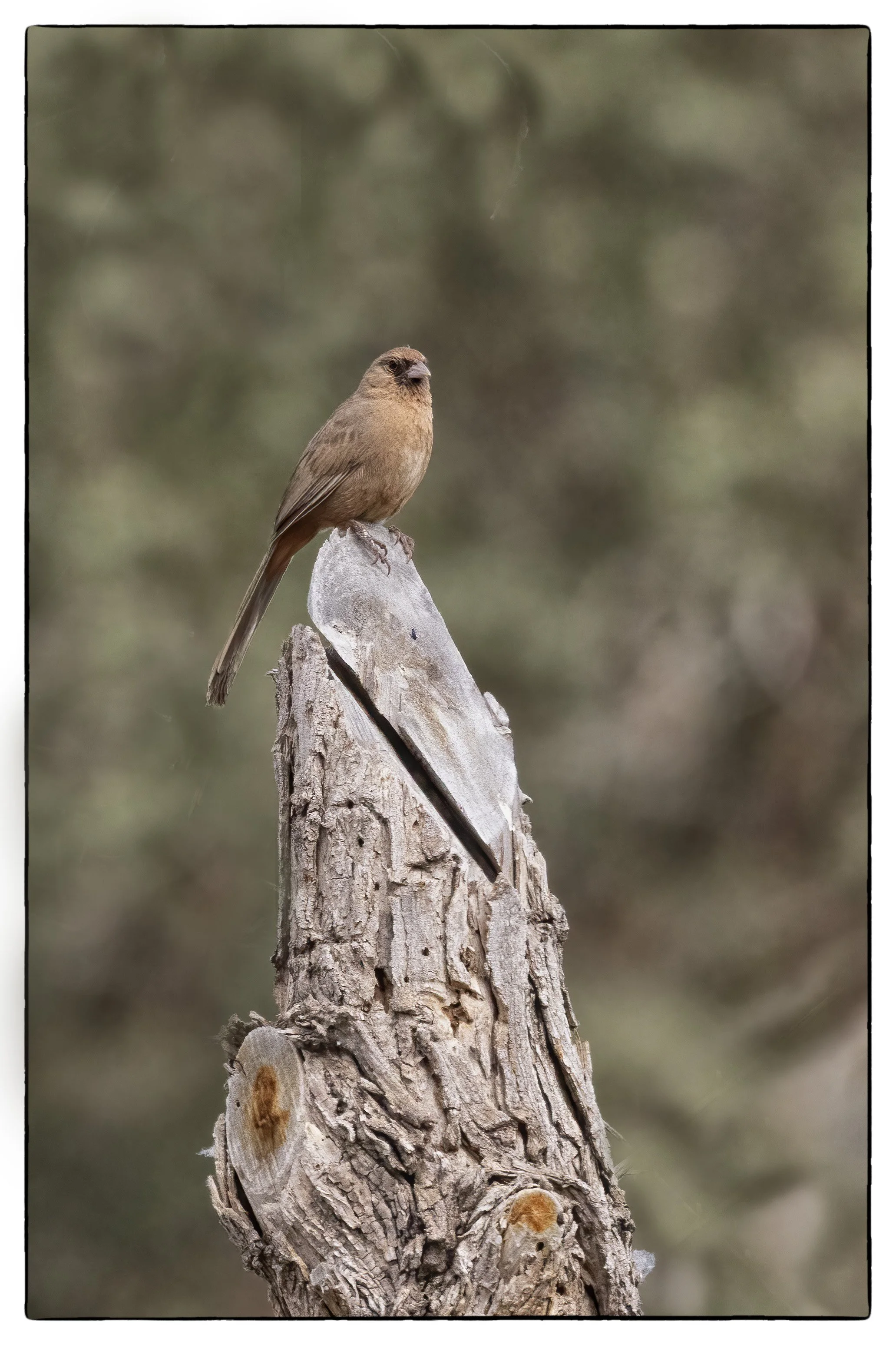 Abert's towhee